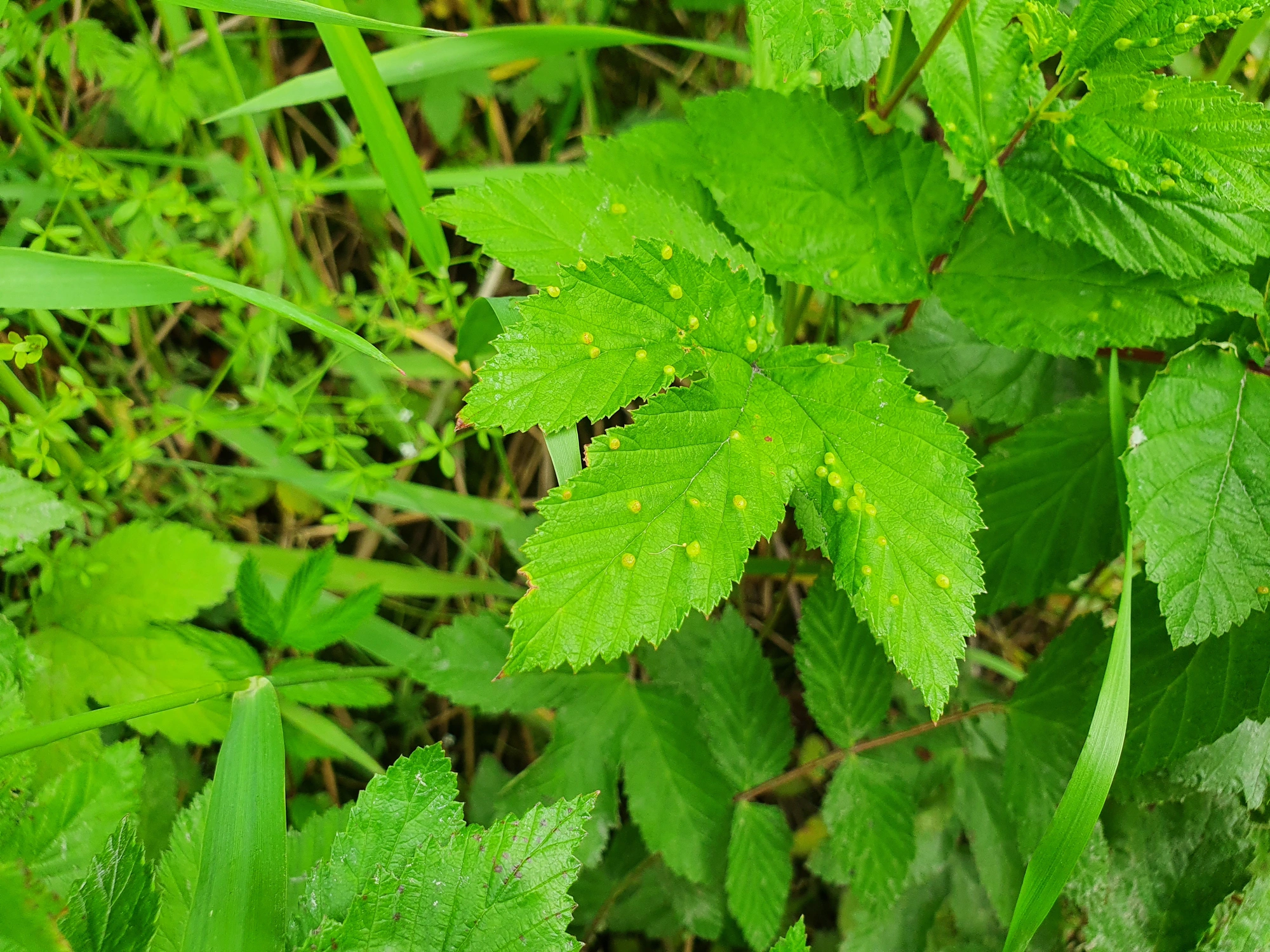 Tovinger: Dasineura ulmaria.