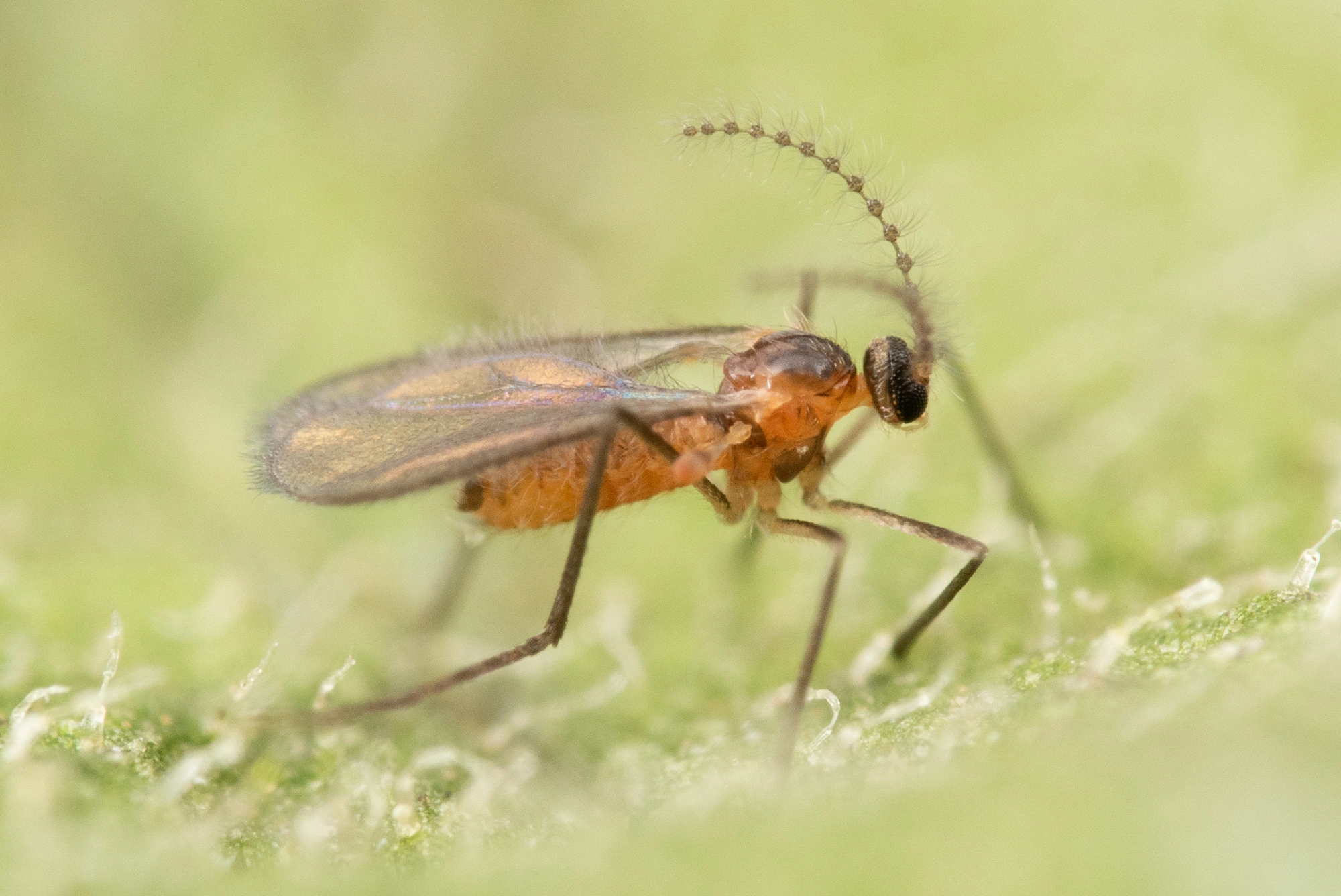 Tovinger: Dasineura ulmaria.