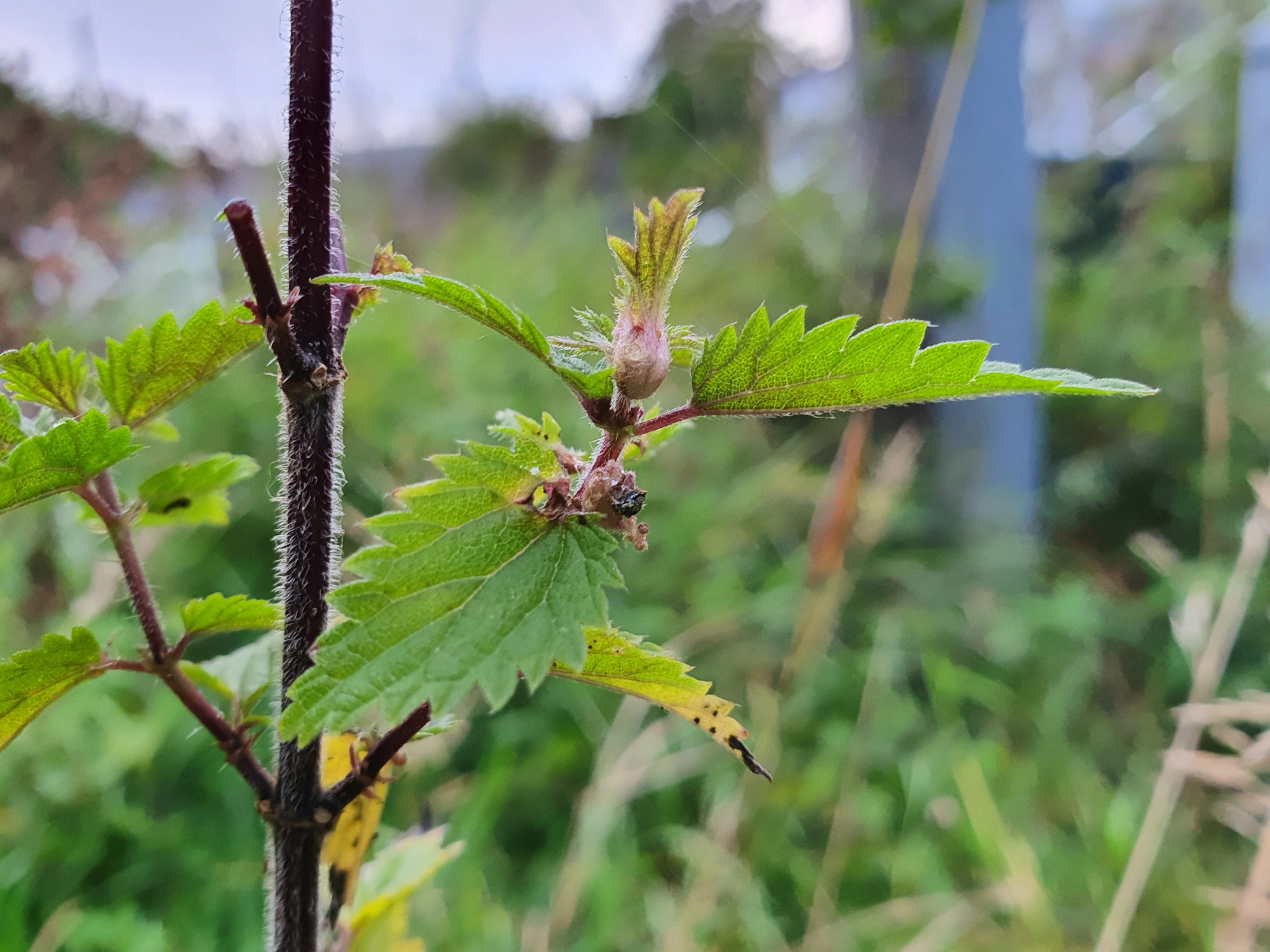 Tovinger: Dasineura urticae.