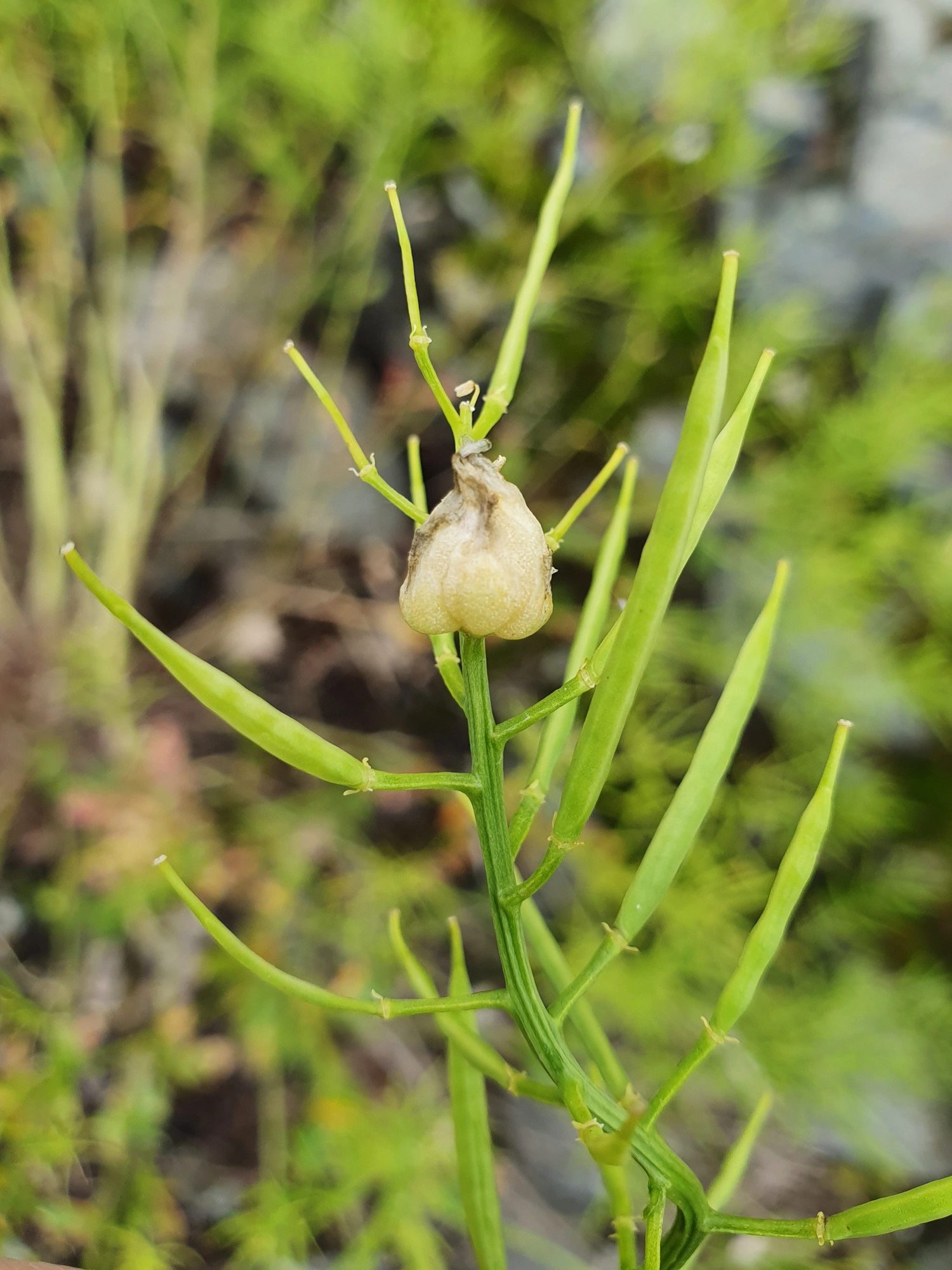 Tovinger: Dasineura sisymbrii.