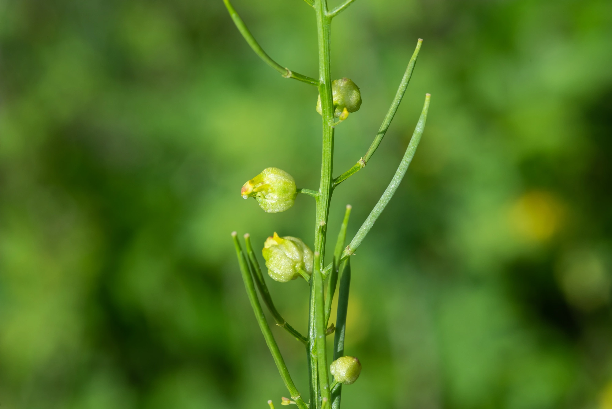 Tovinger: Dasineura sisymbrii.