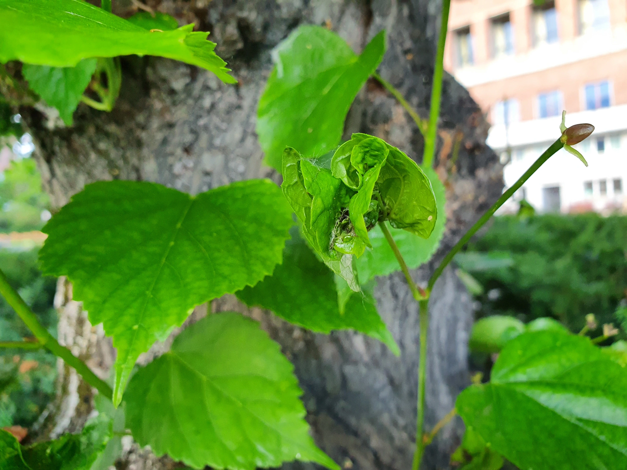 Tovinger: Dasineura thomasiana.