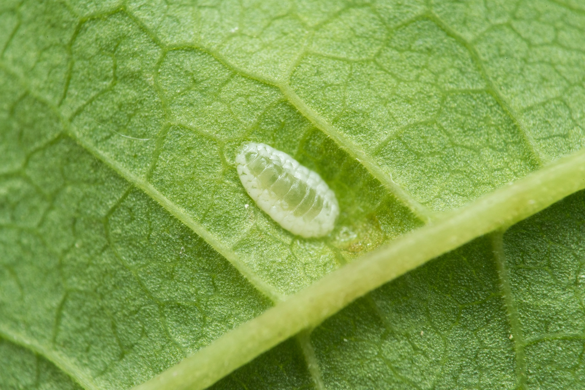 Tovinger: Dasineura pustulans.