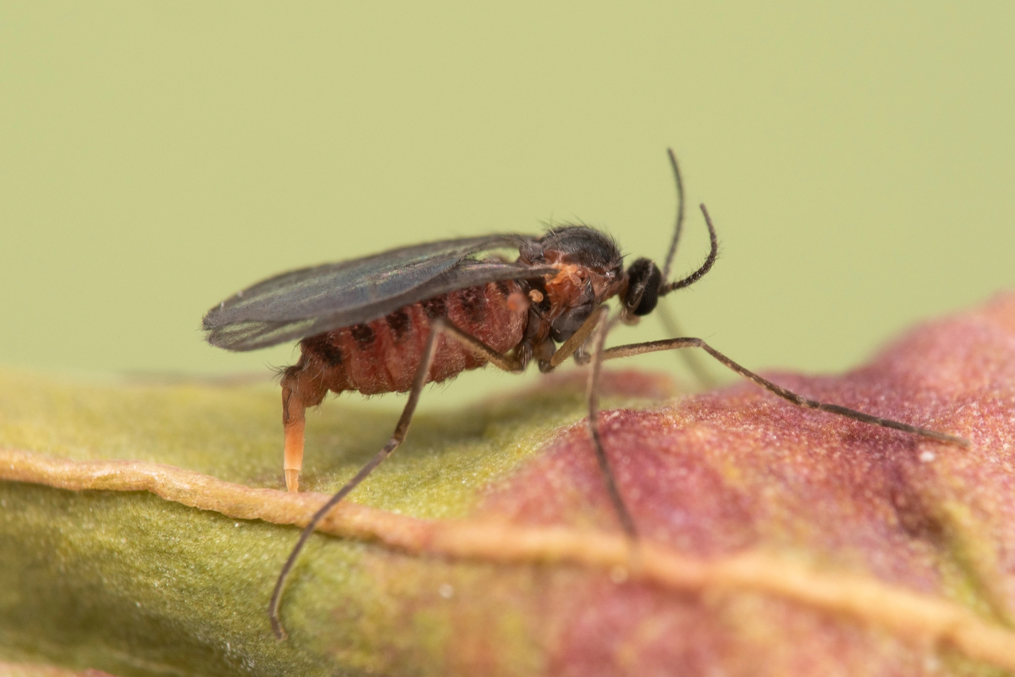 Tovinger: Dasineura schulzei.