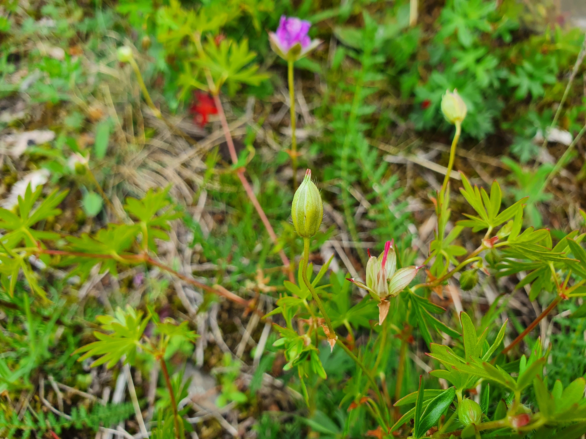 Tovinger: Dasineura geranii.