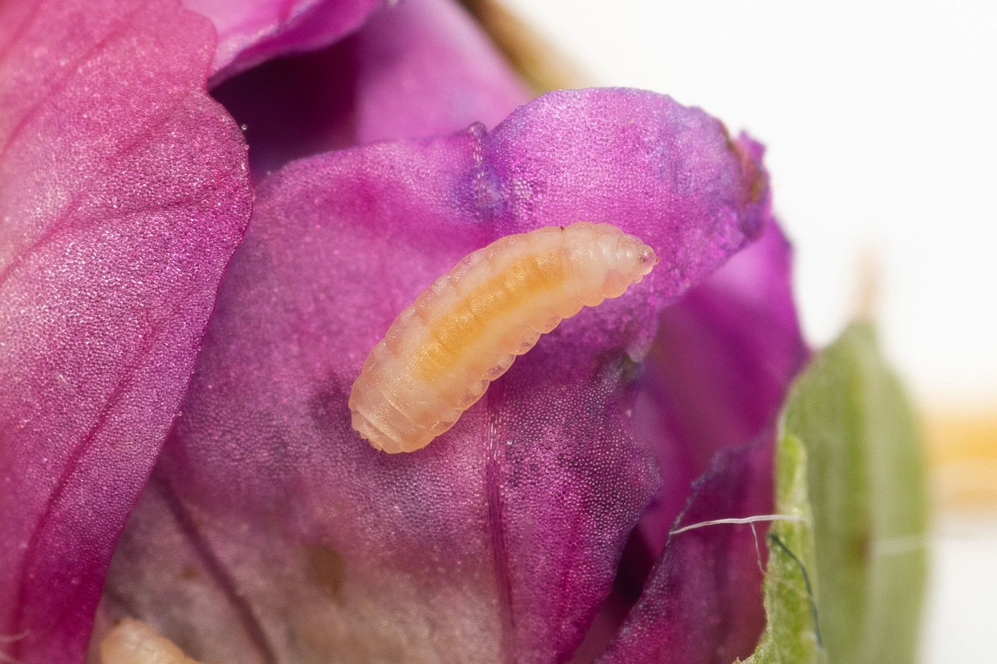 Tovinger: Dasineura geranii.