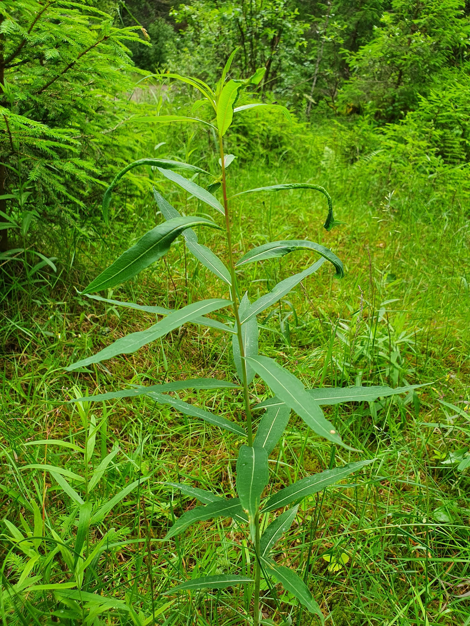 Tovinger: Dasineura kiefferiana.