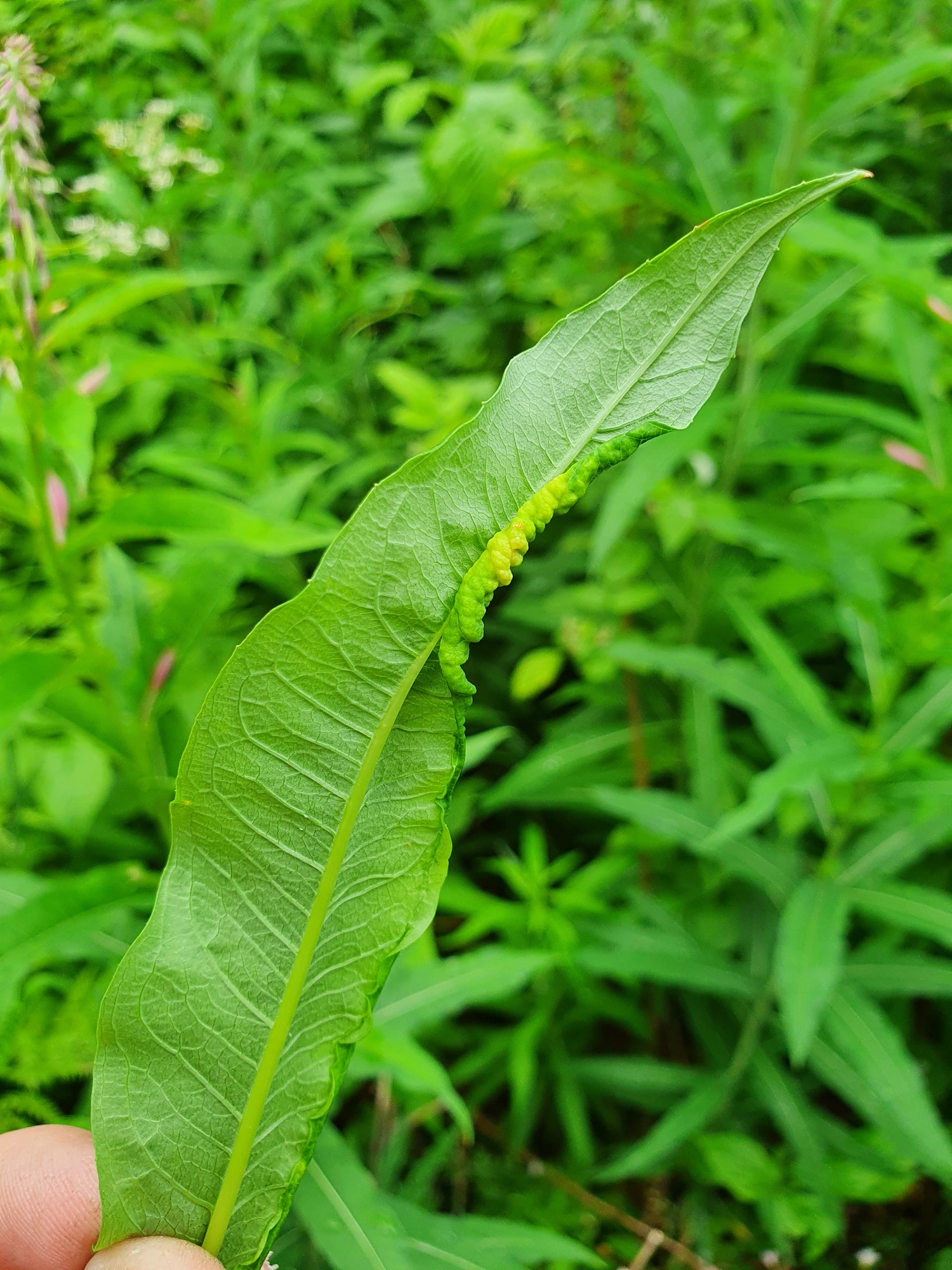 Tovinger: Dasineura kiefferiana.