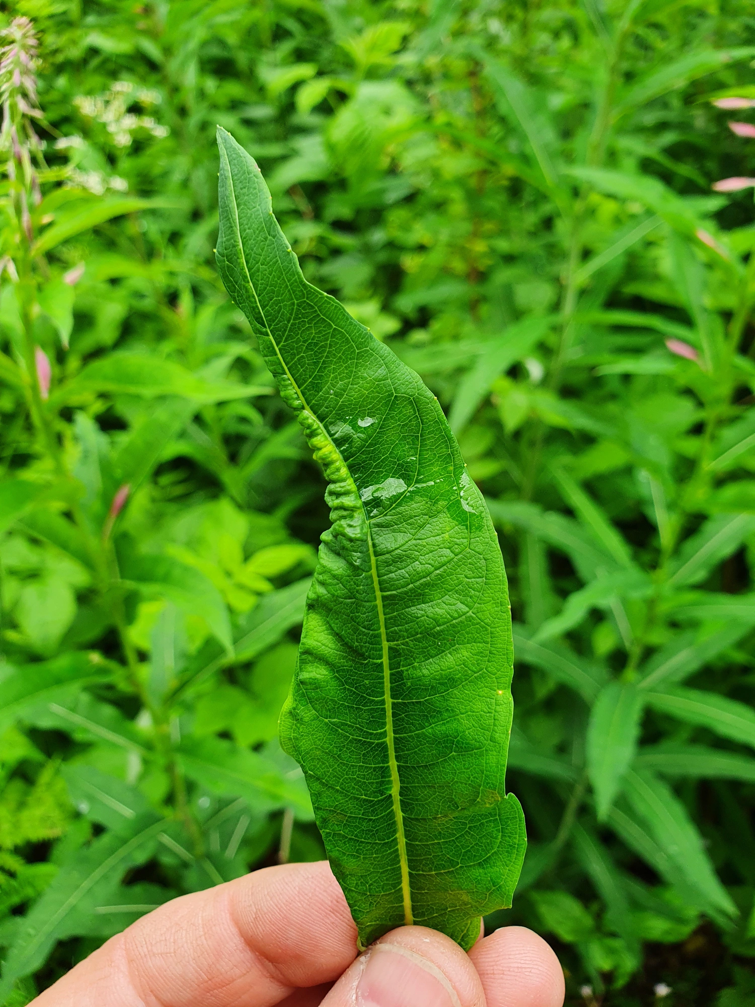 Tovinger: Dasineura kiefferiana.