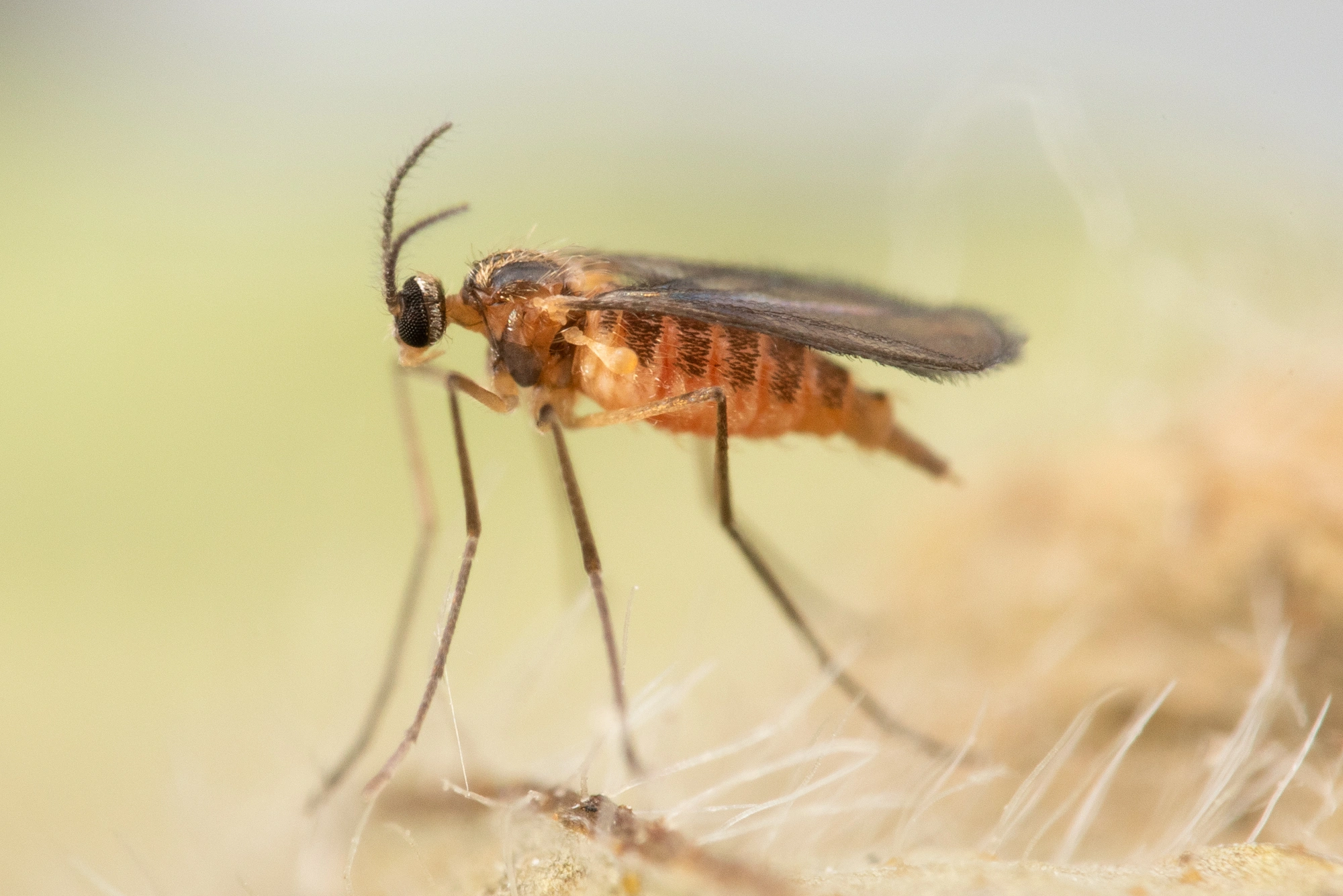 Tovinger: Dasineura leguminicola.