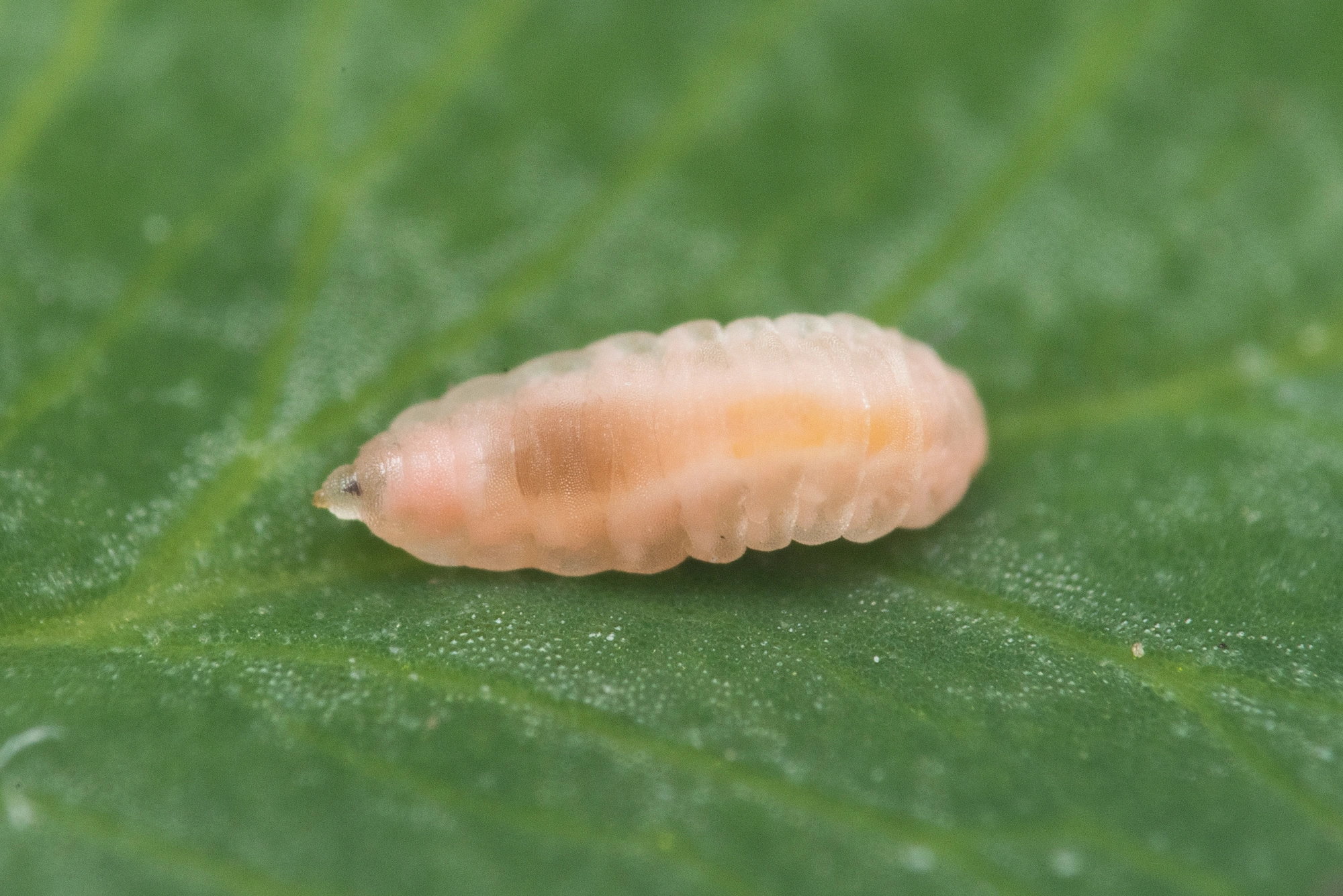 Tovinger: Dasineura leguminicola.