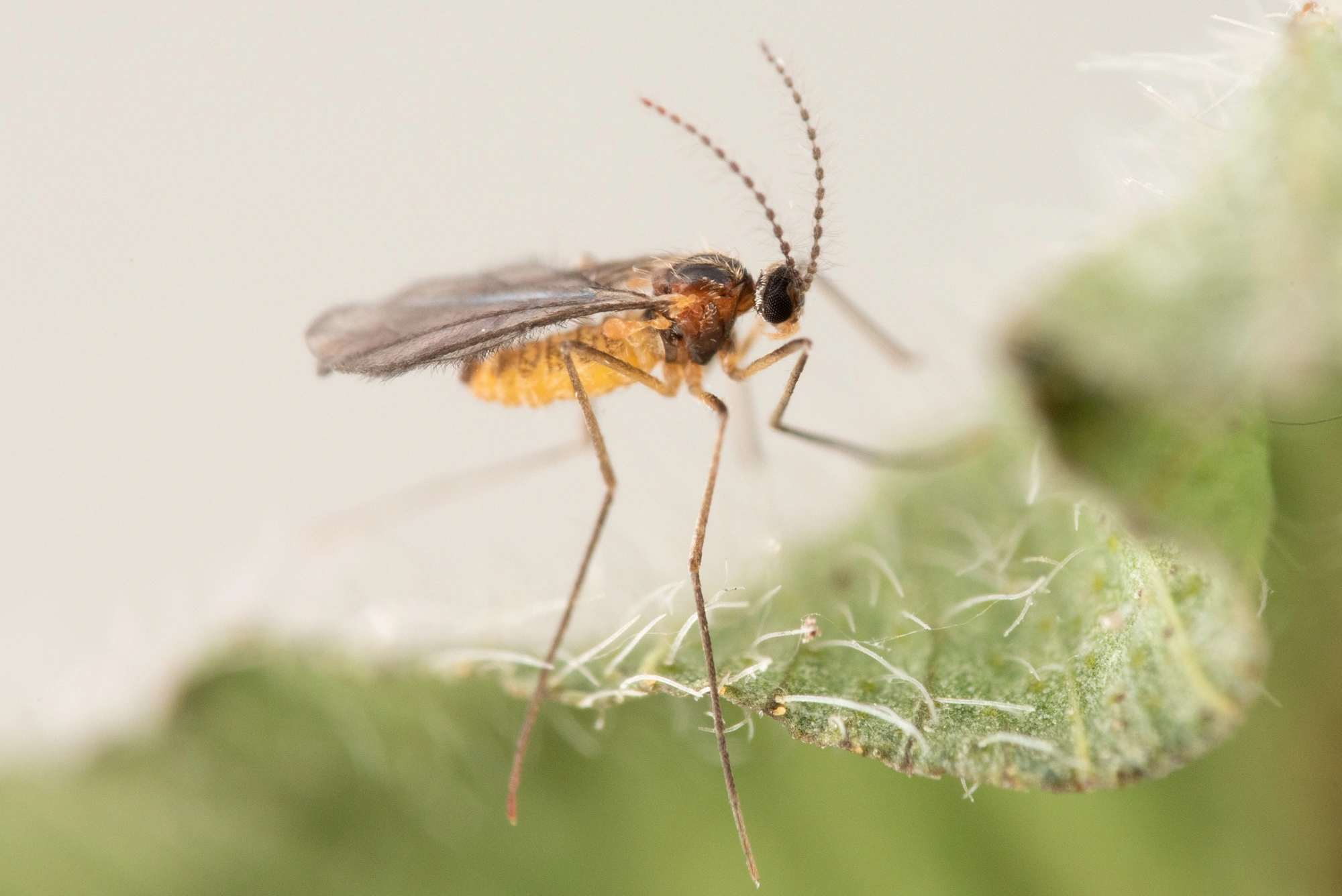 Tovinger: Dasineura leguminicola.