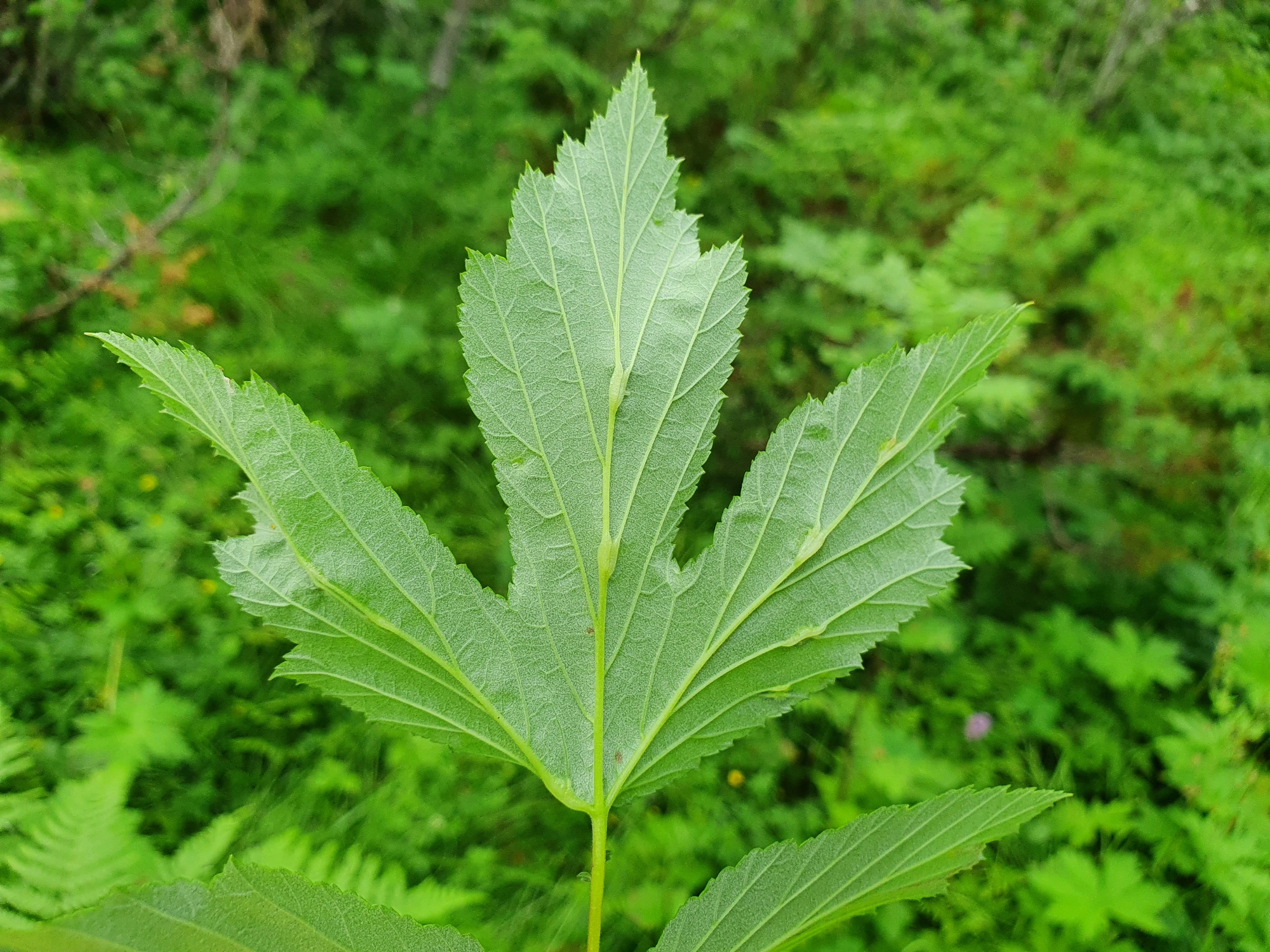 Tovinger: Dasineura engstfeldi.