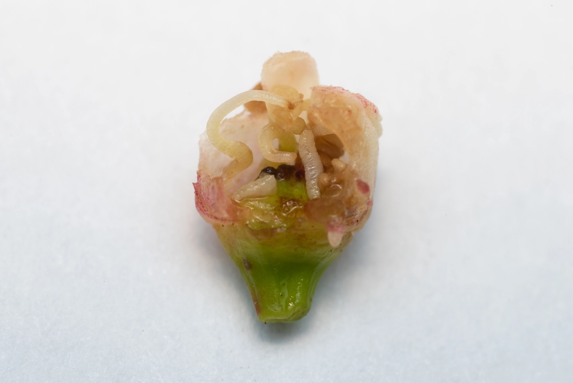 Tovinger: Contarinia viburnorum.