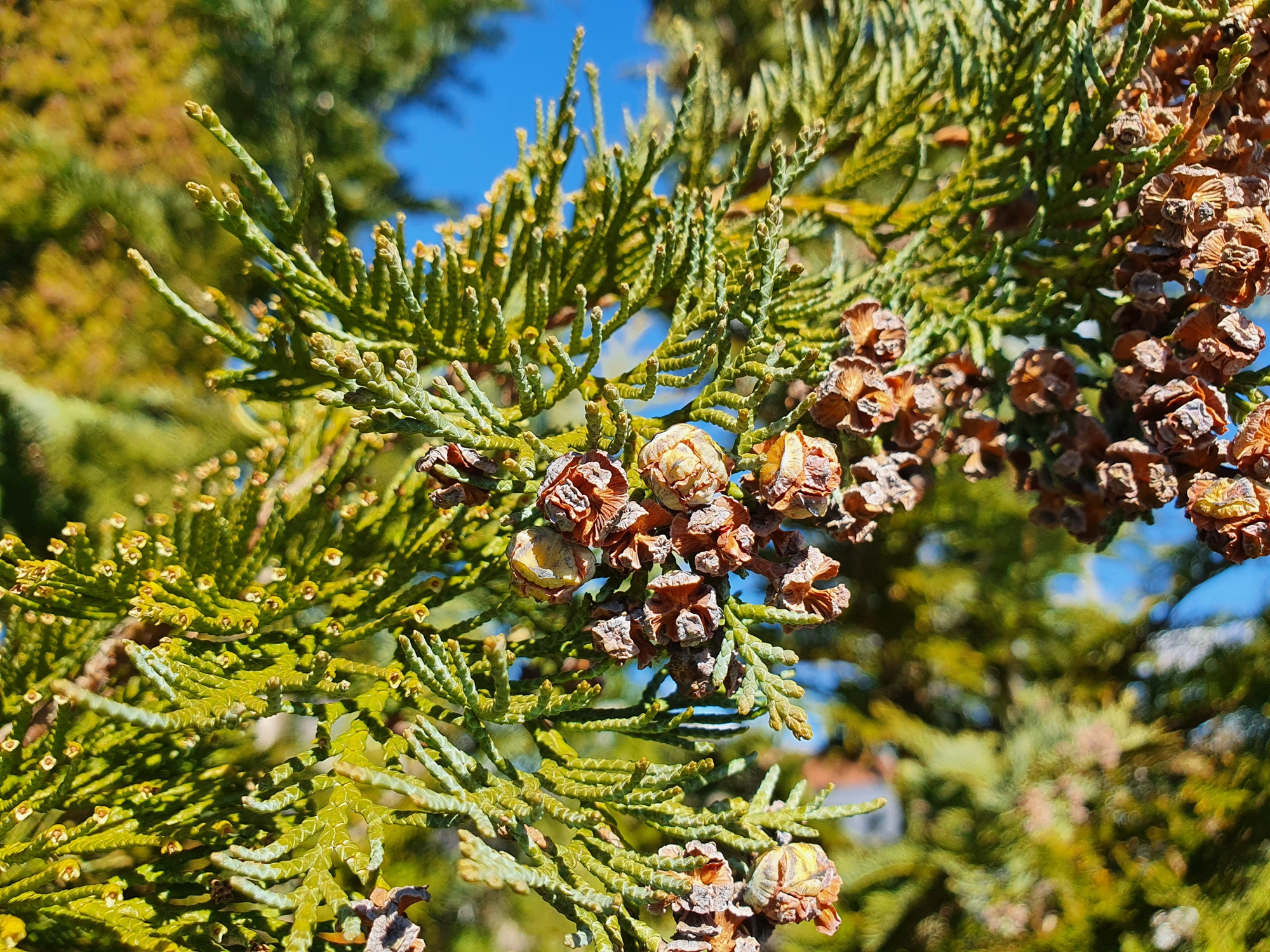 Tovinger: Cupressatia siskiyou.