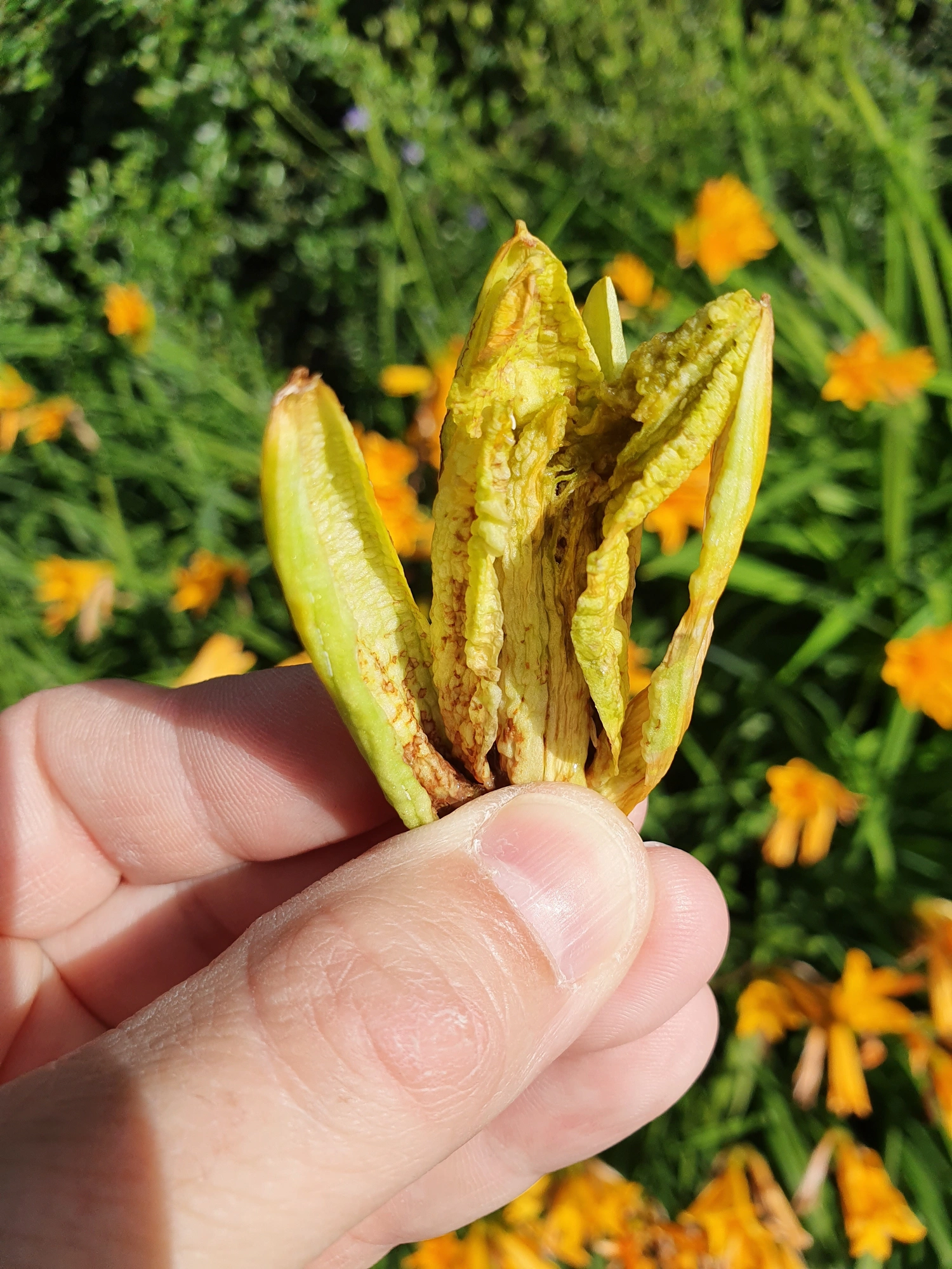 Tovinger: Contarinia quinquenotata.