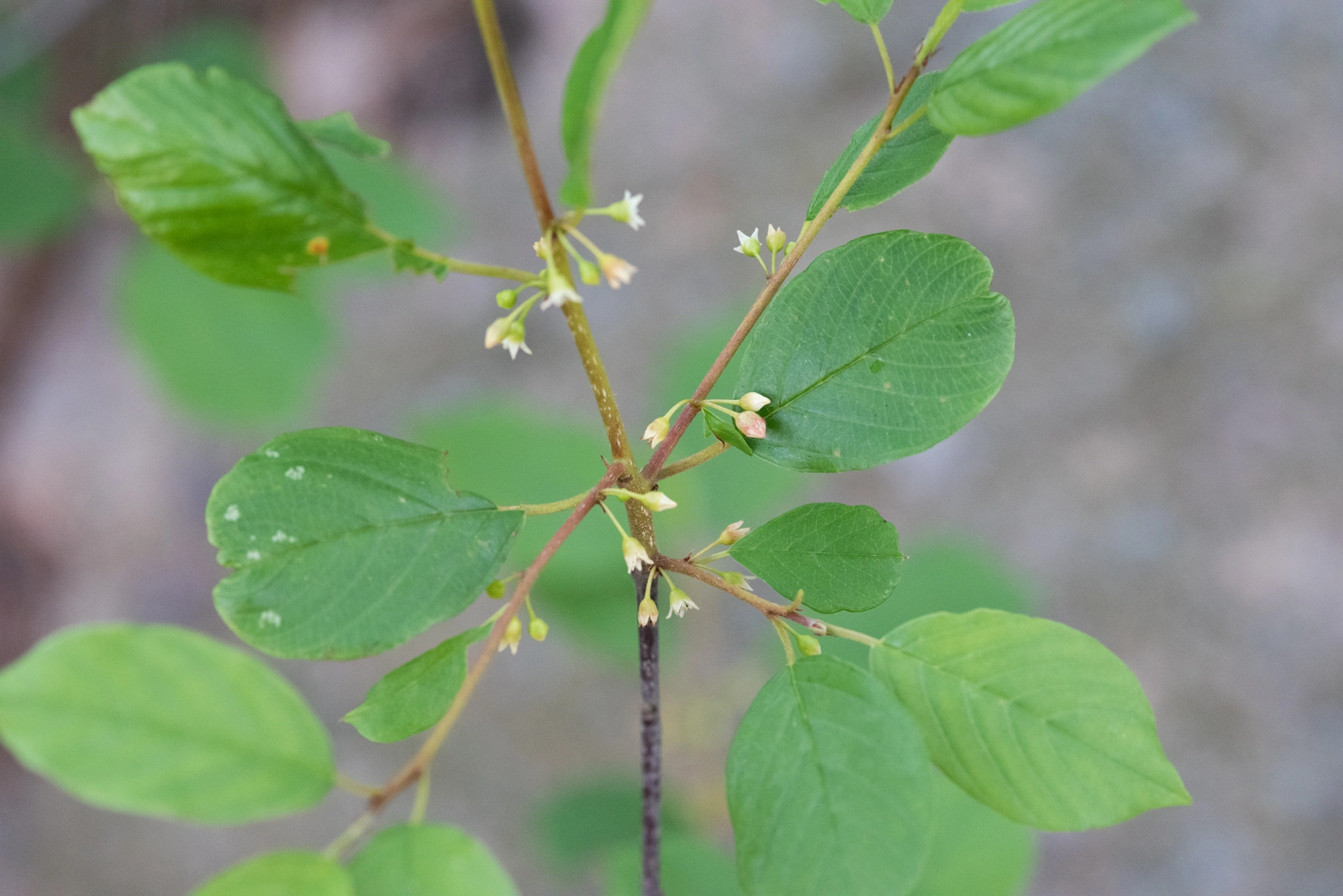 Tovinger: Contarinia rhamni.