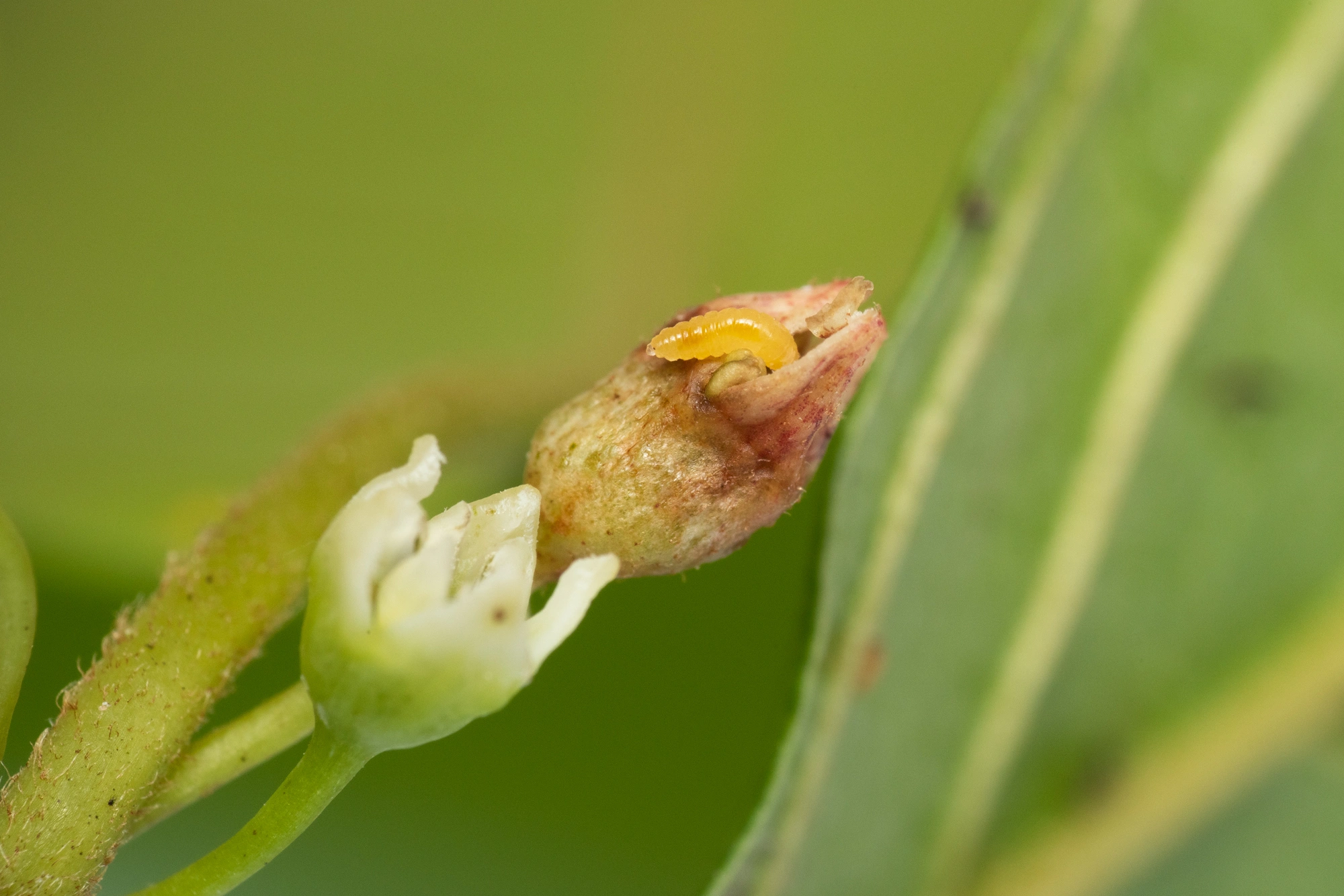 Tovinger: Contarinia rhamni.