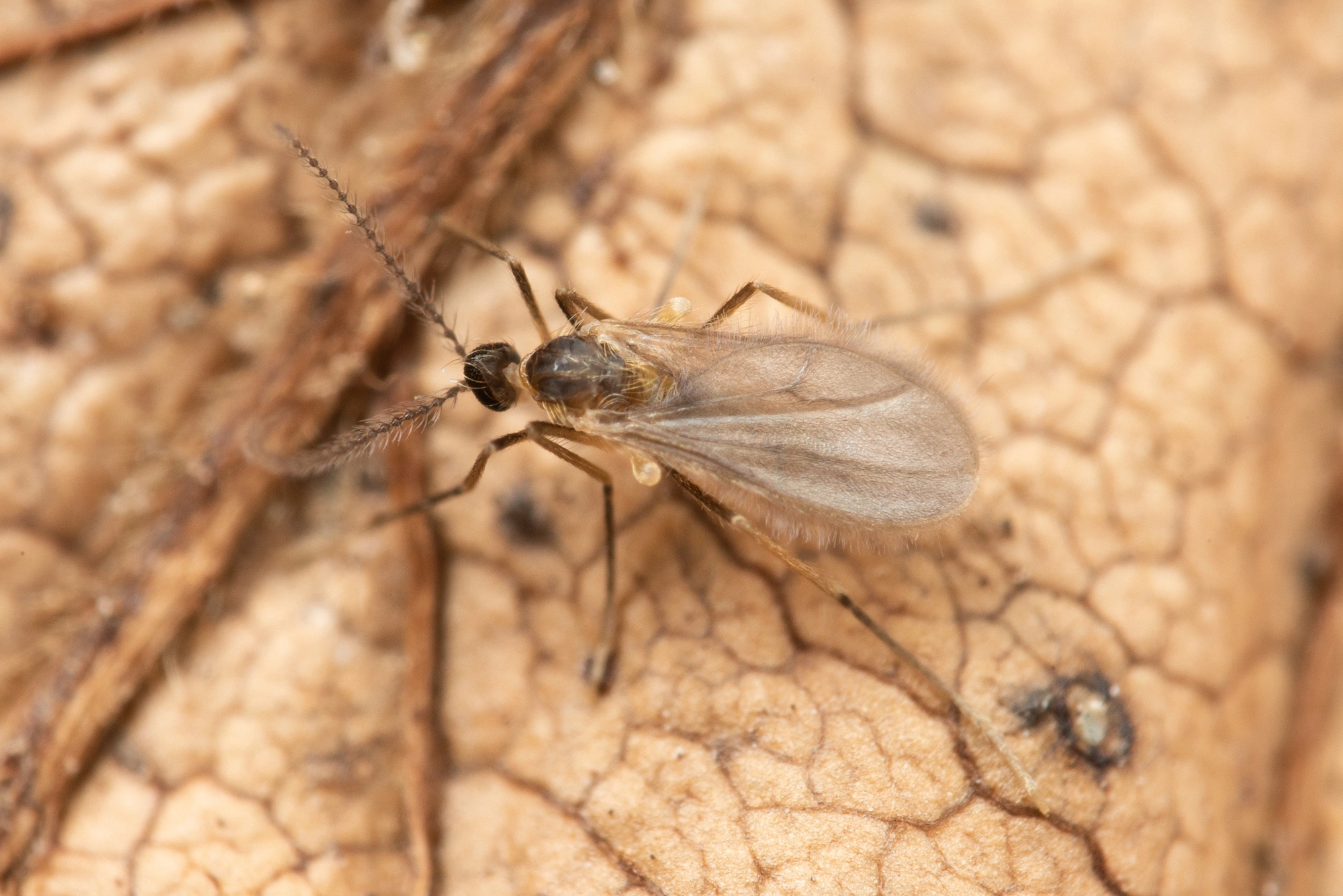 Tovinger: Contarinia rhamni.