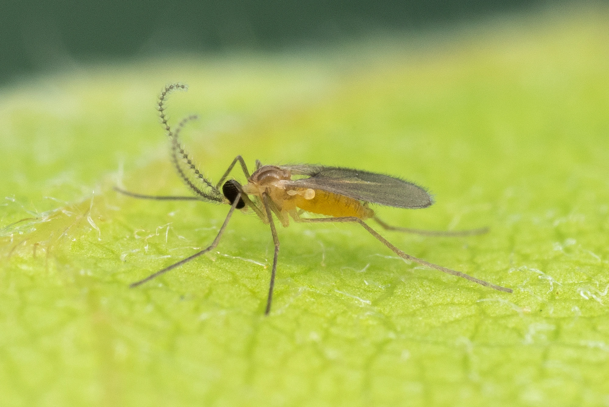 Tovinger: Contarinia fagi.