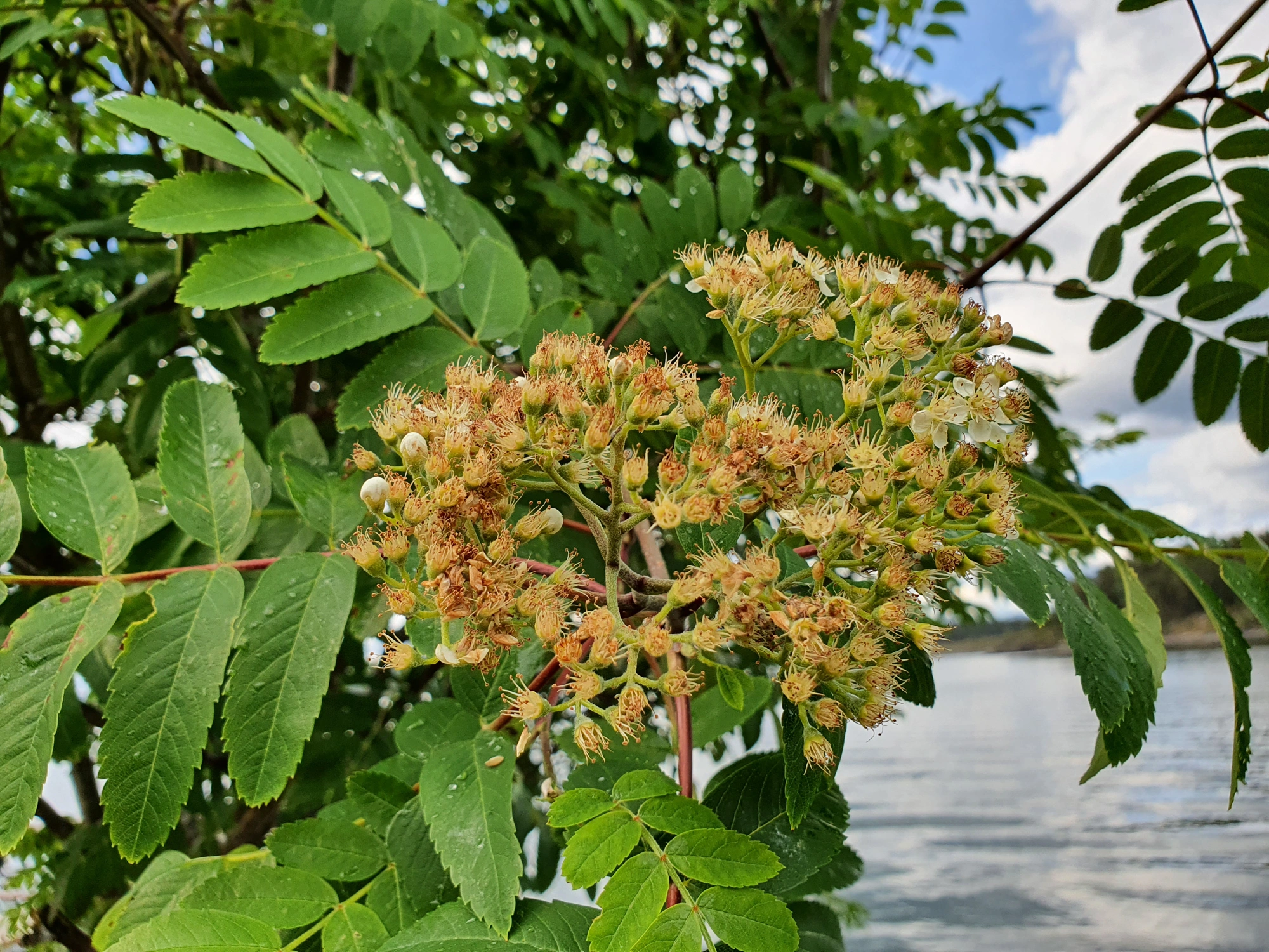 Tovinger: Contarinia floriperda.