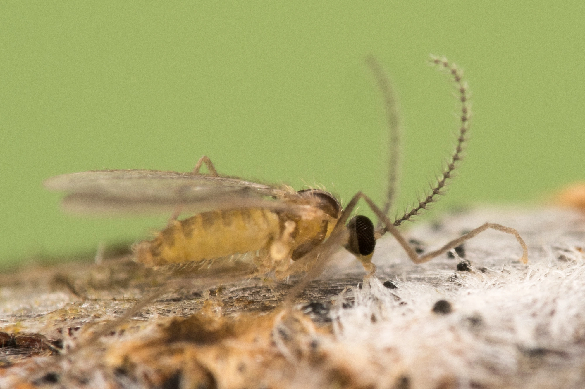 Tovinger: Contarinia floriperda.