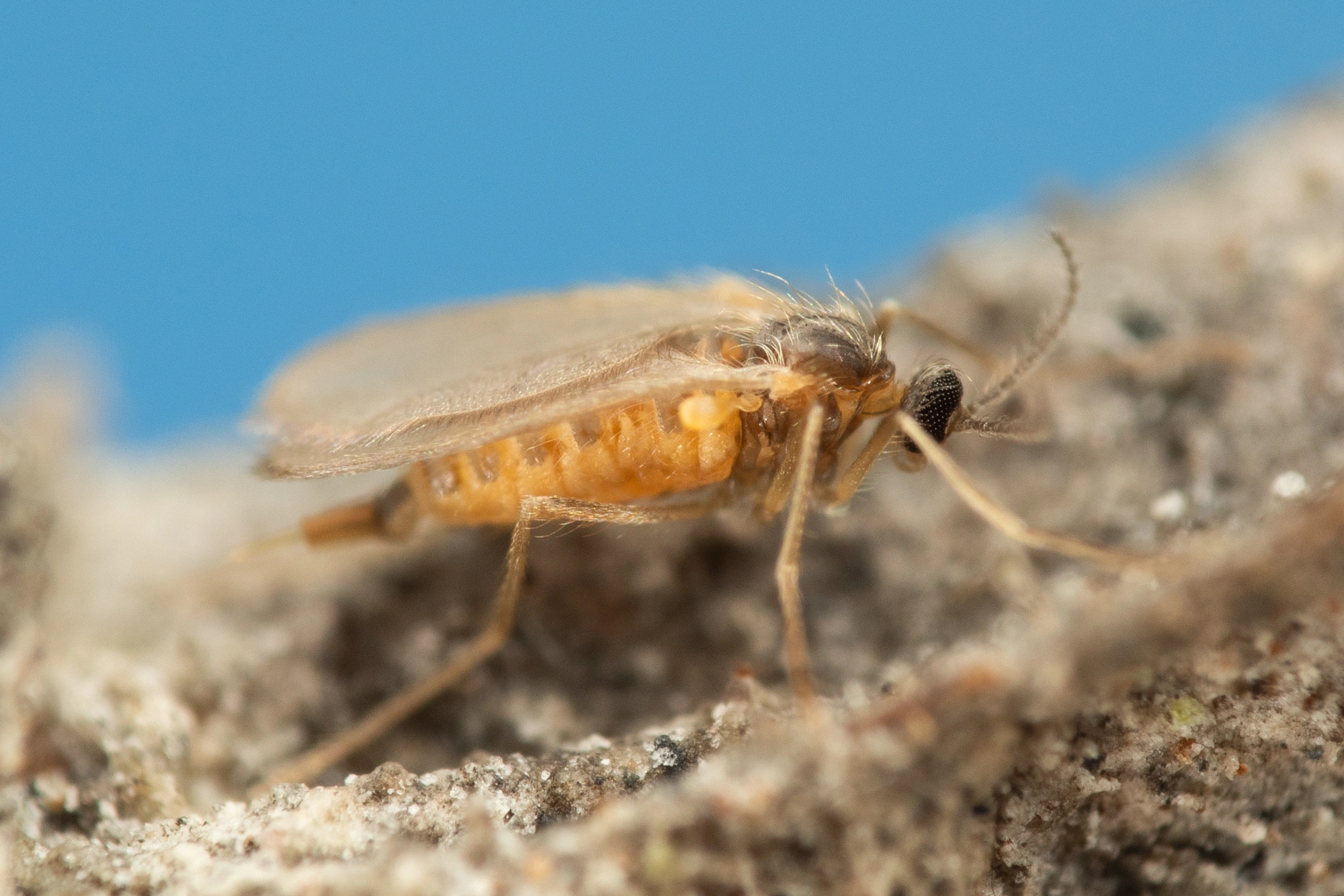 Tovinger: Contarinia lonicerearum.