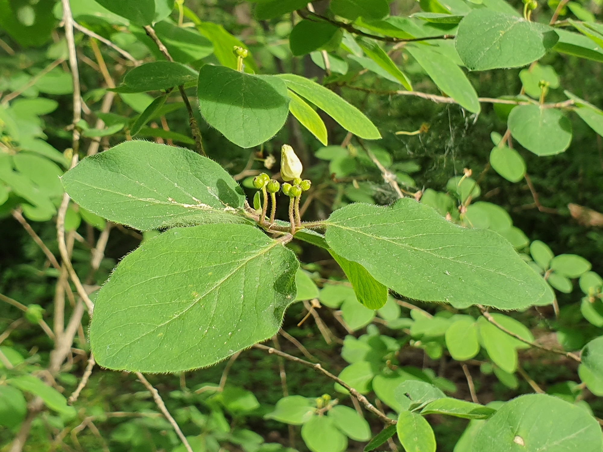 Tovinger: Contarinia lonicerearum.