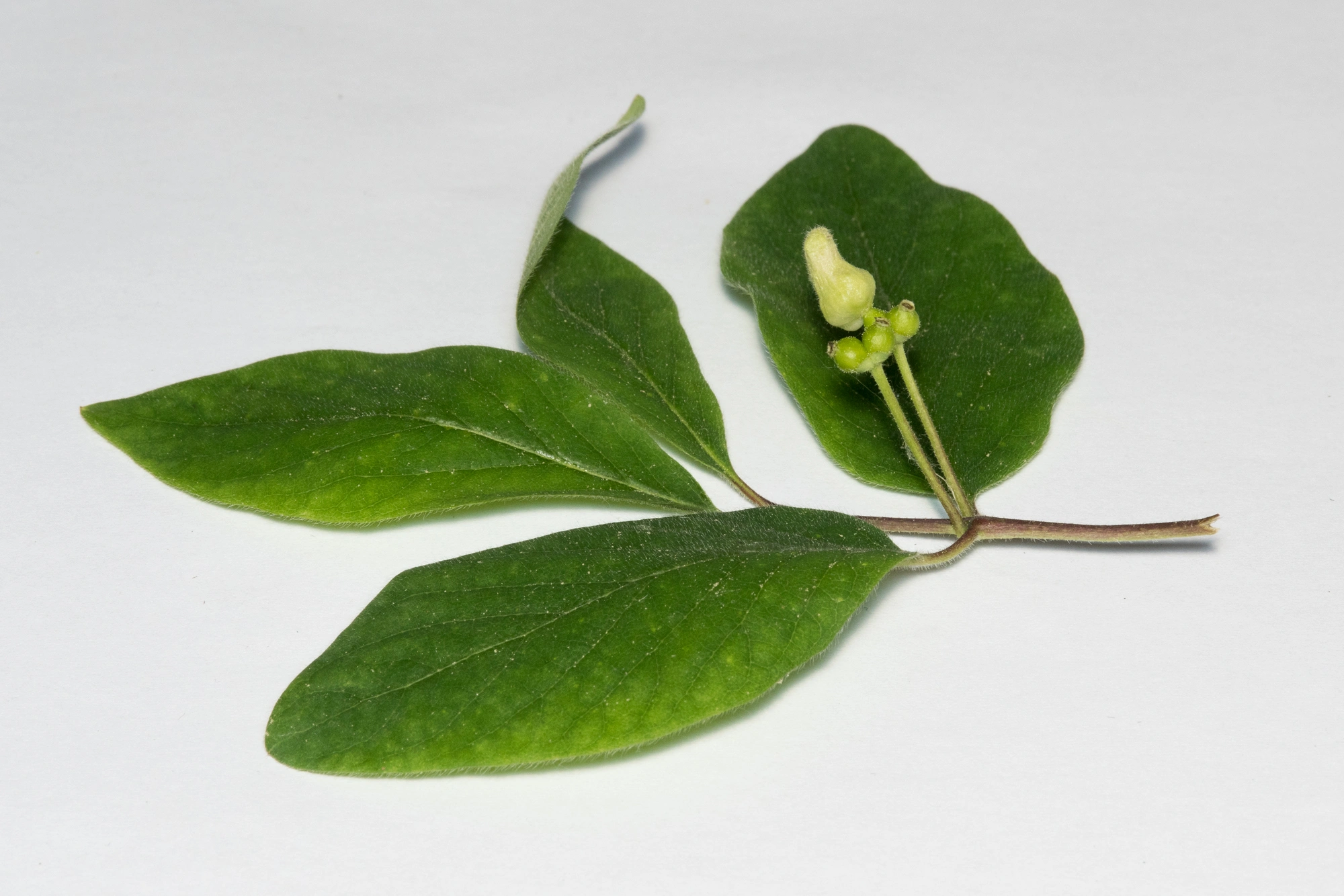 Tovinger: Contarinia lonicerearum.