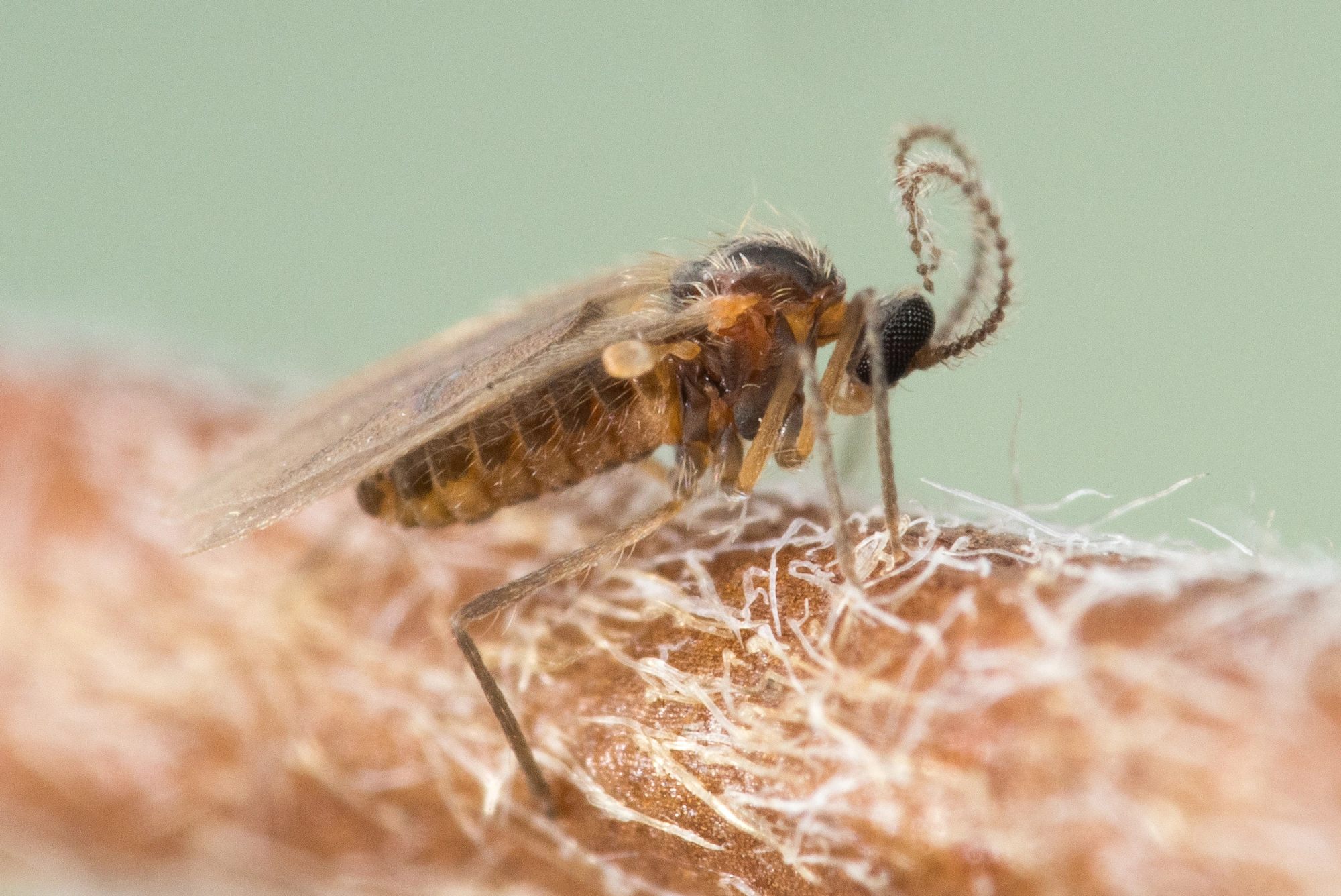 Tovinger: Contarinia lonicerearum.