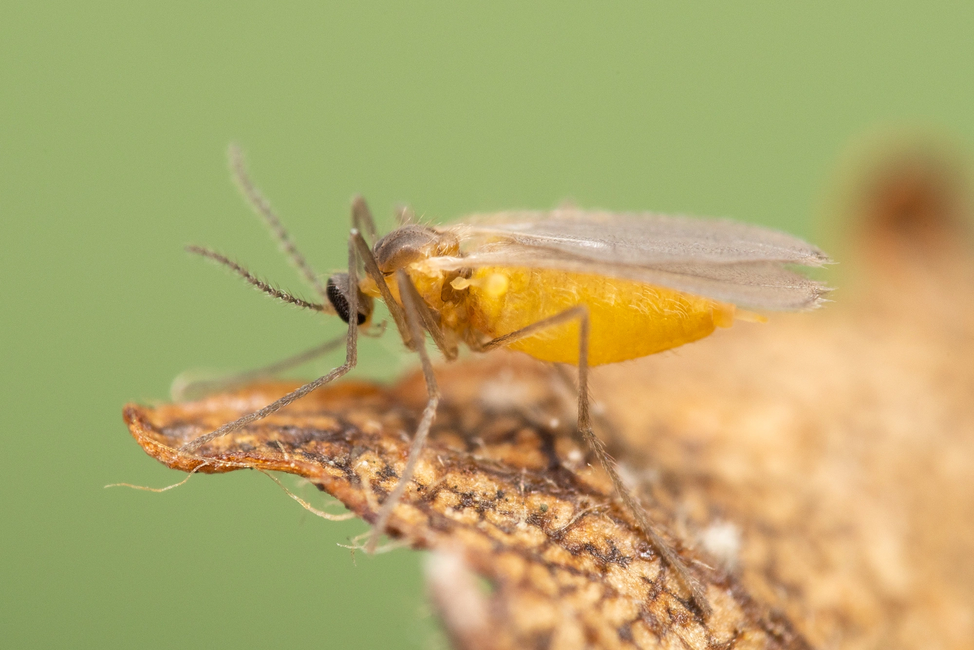 Rødalger: Contarinia betulicola.