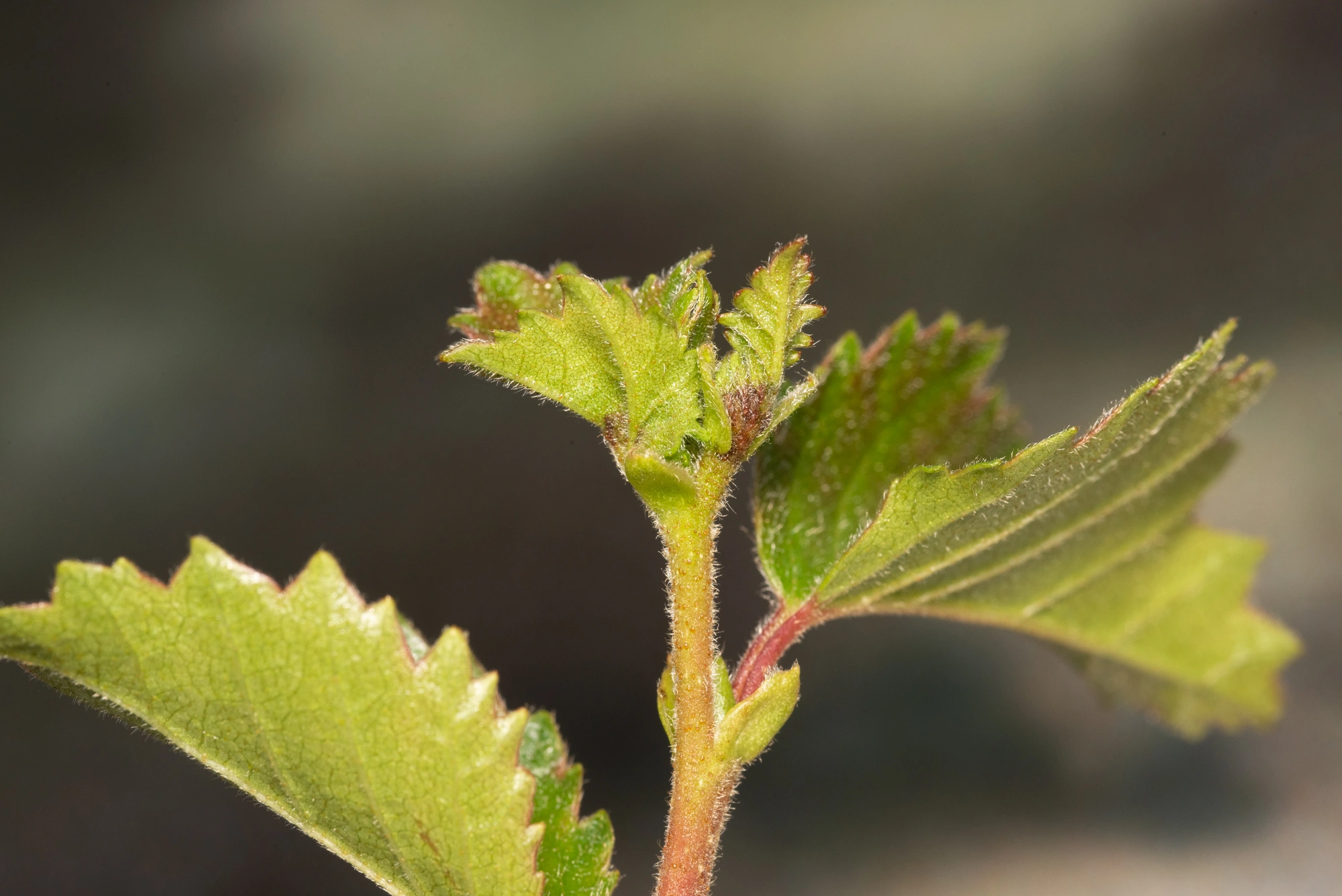Rødalger: Contarinia betulicola.