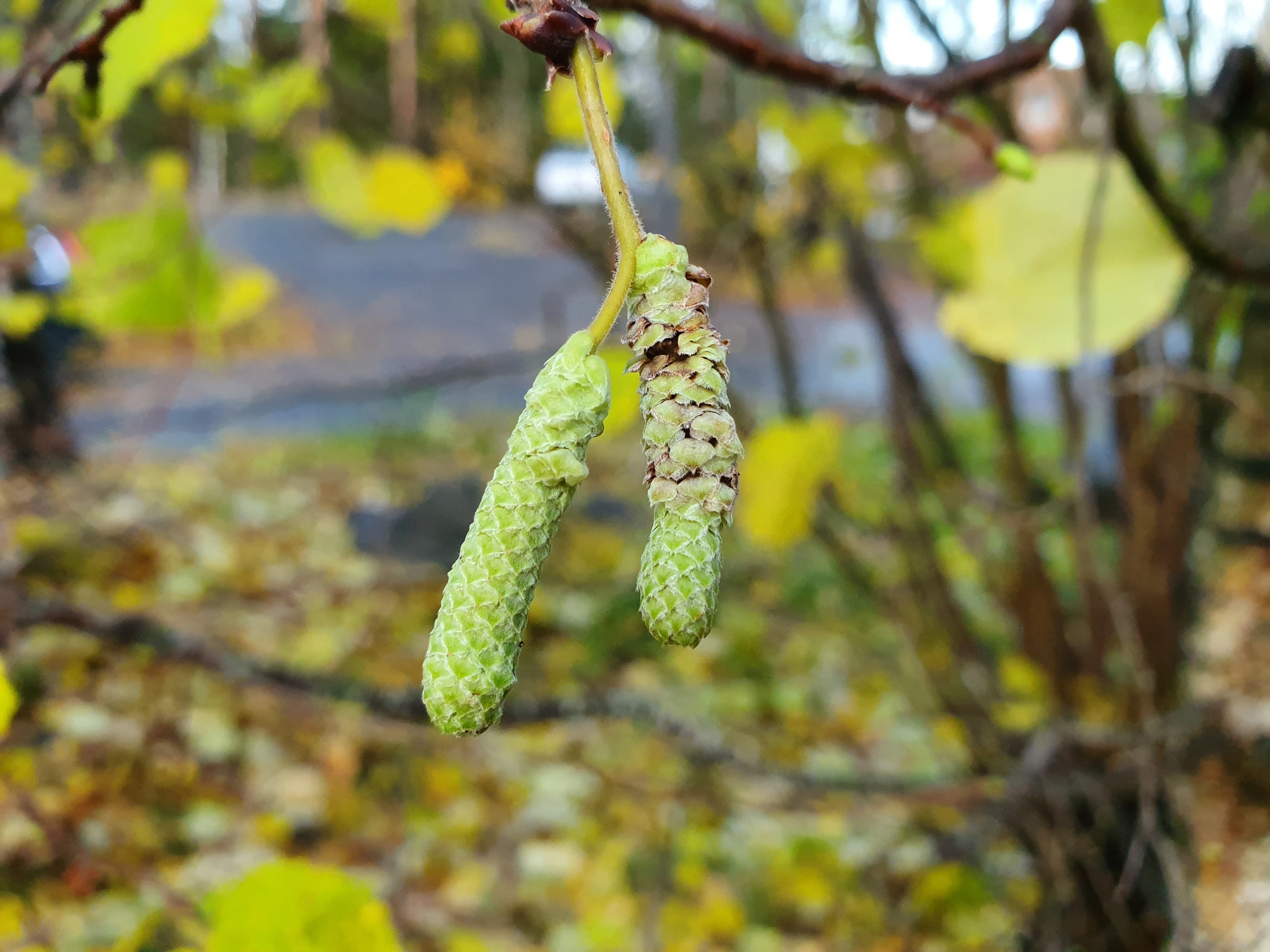 Tovinger: Contarinia coryli.