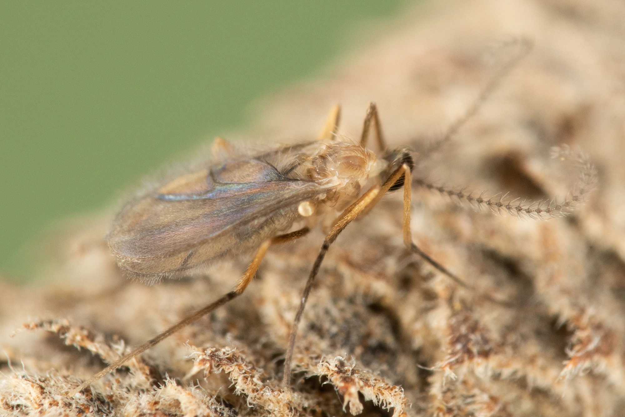 Tovinger: Contarinia coryli.