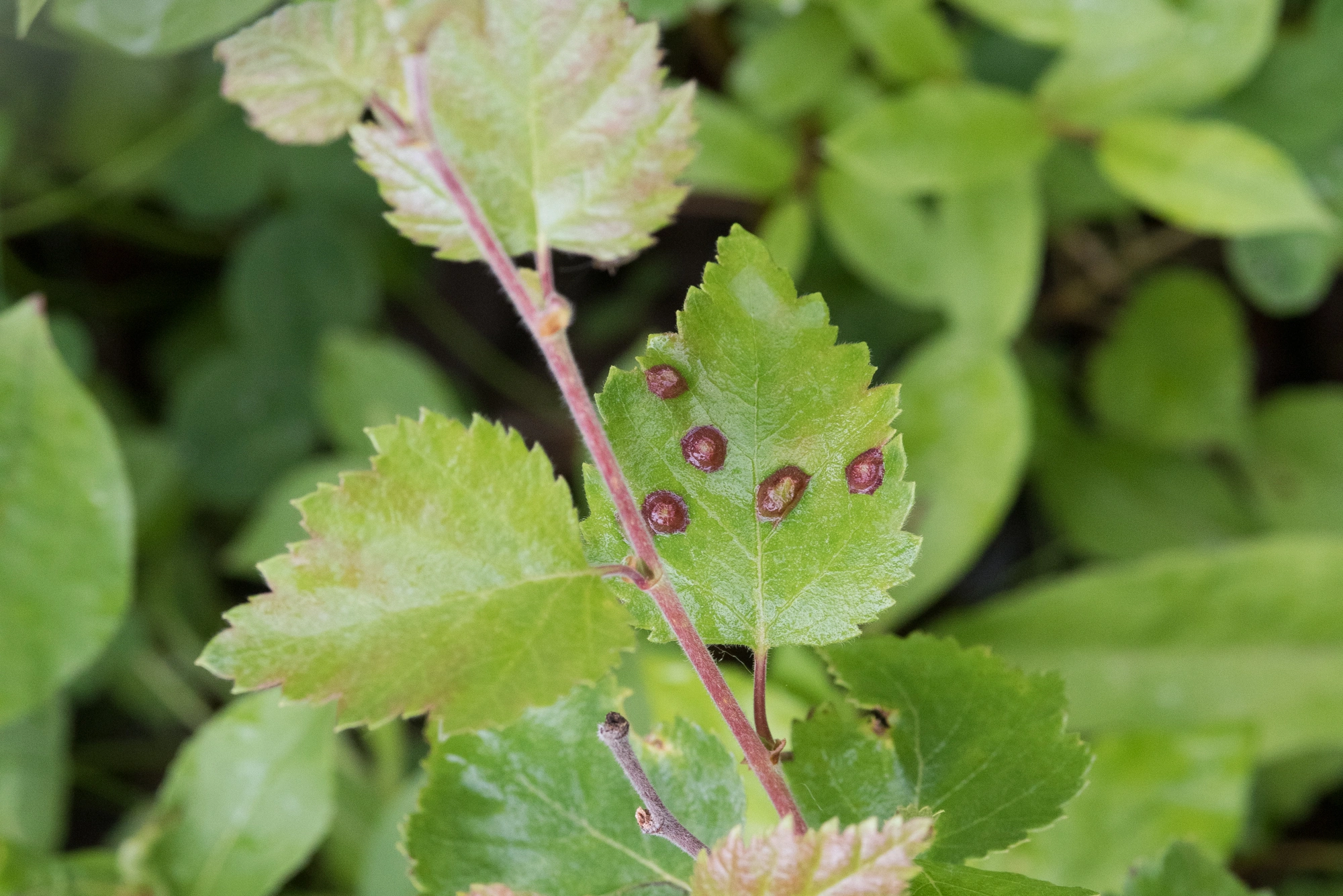 Tovinger: Anisostephus betulinus.