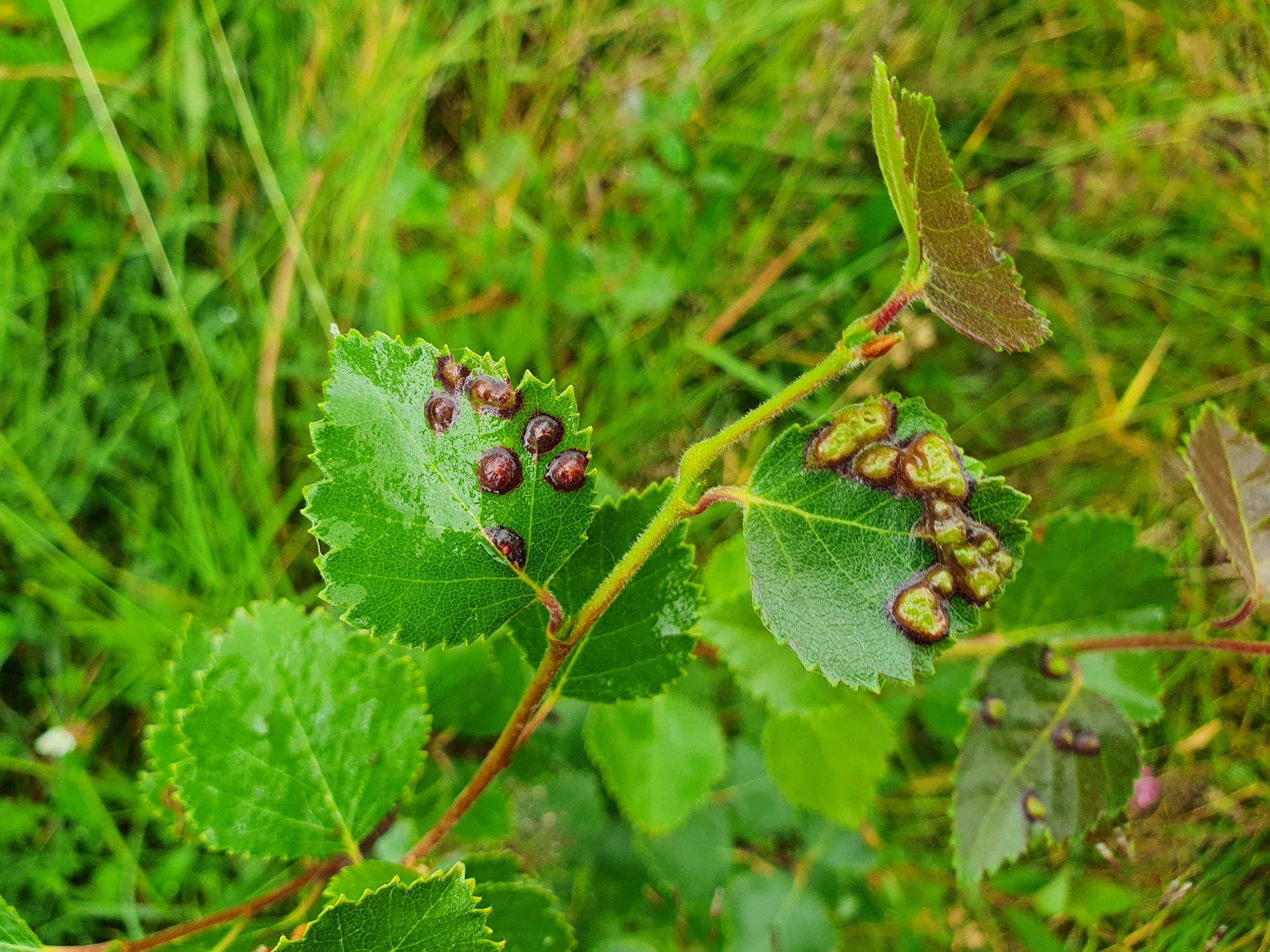 Tovinger: Anisostephus betulinus.