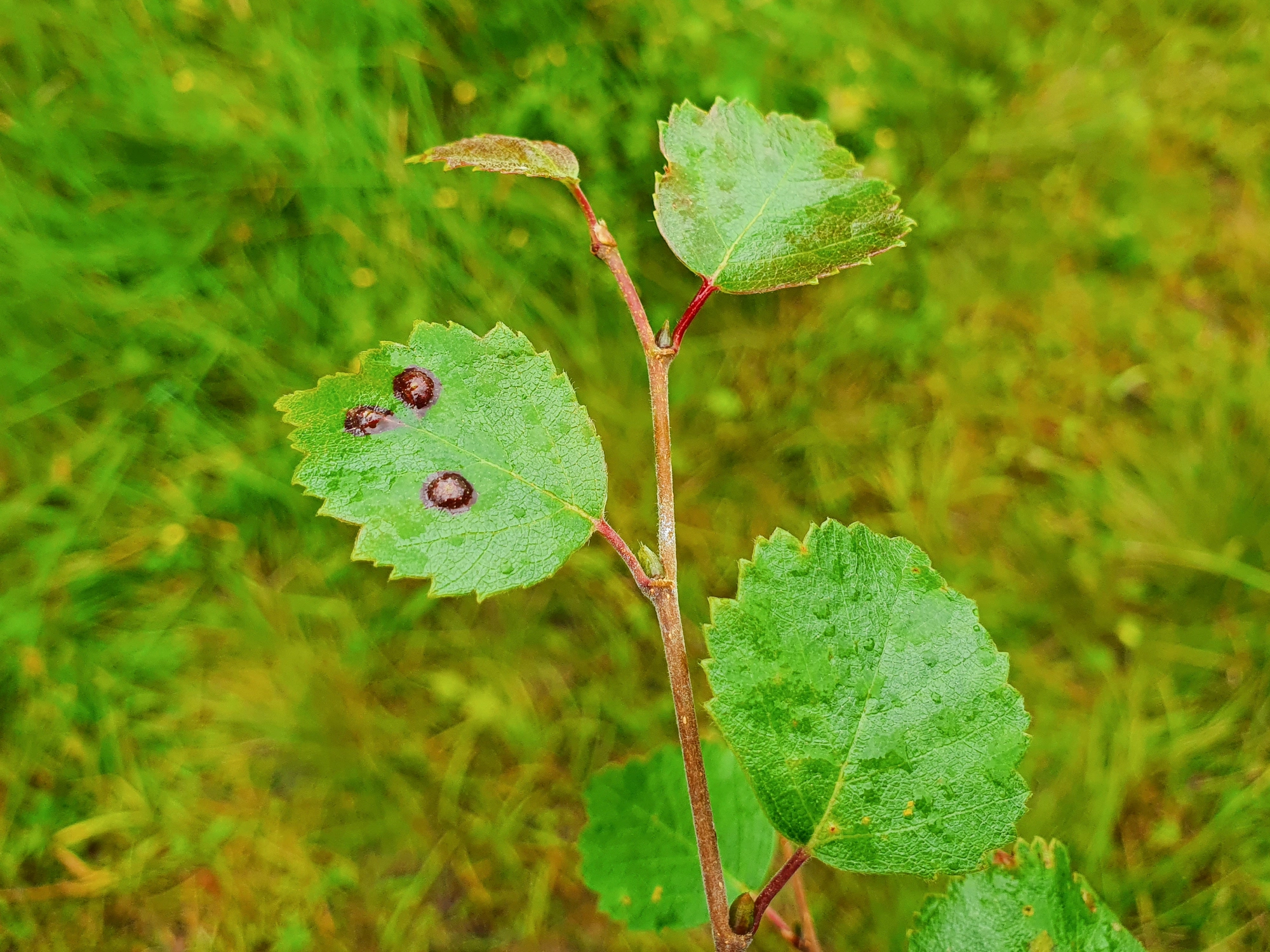 Tovinger: Anisostephus betulinus.