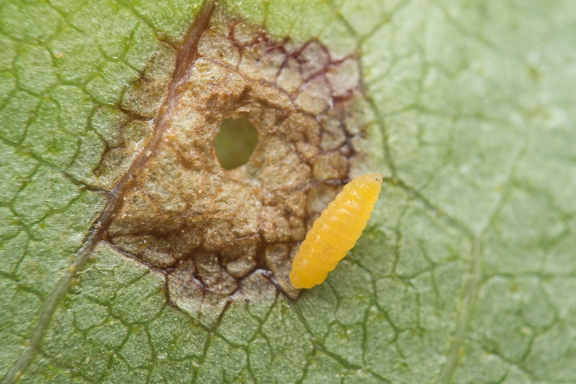 Tovinger: Anisostephus betulinus.