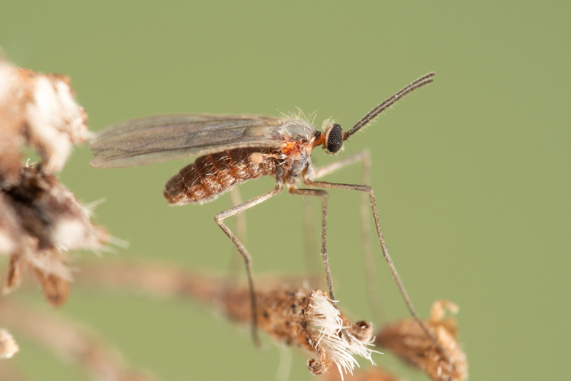 Tovinger: Asphondylia hornigi.