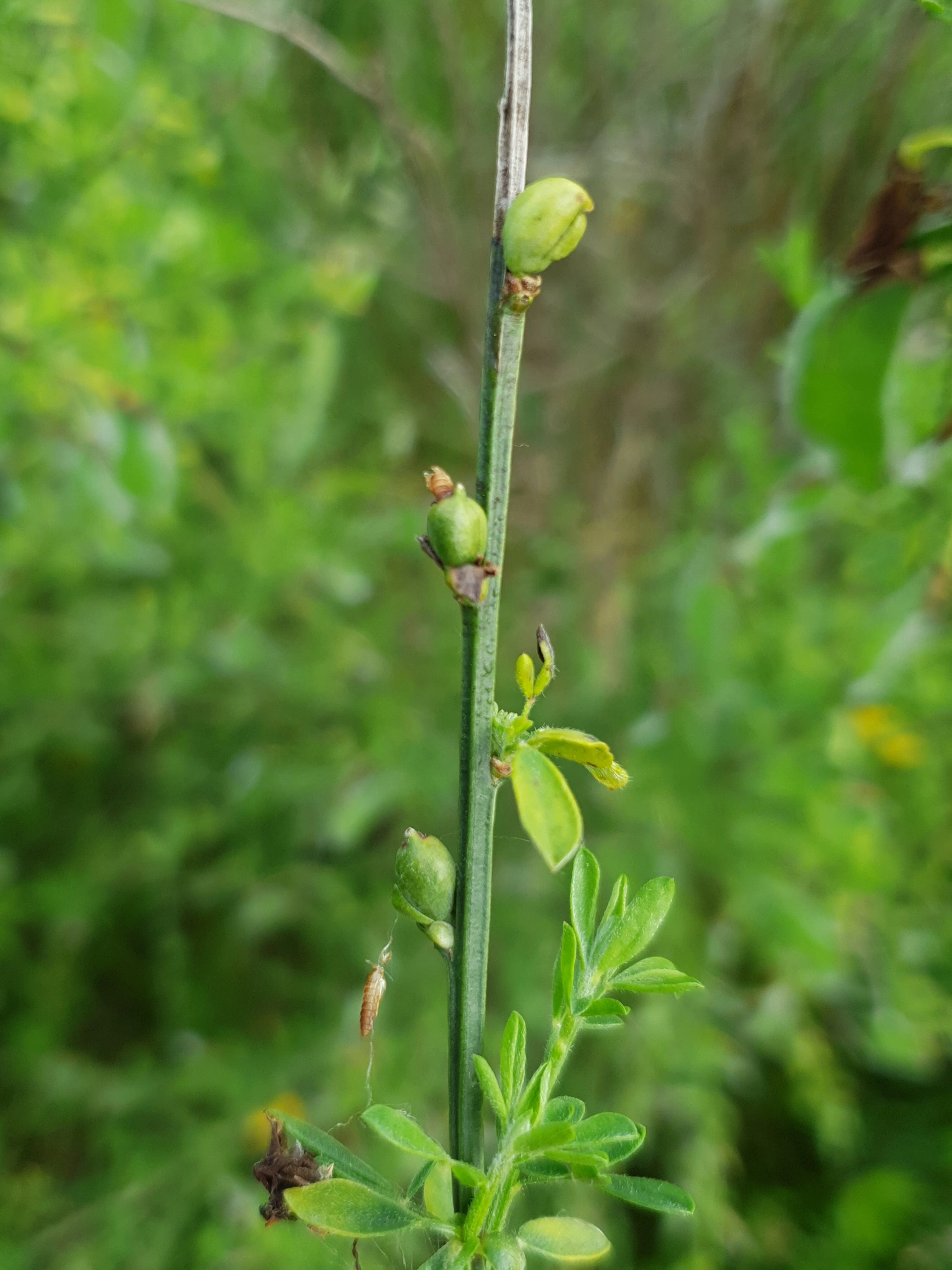 Tovinger: Asphondylia sarothamni.