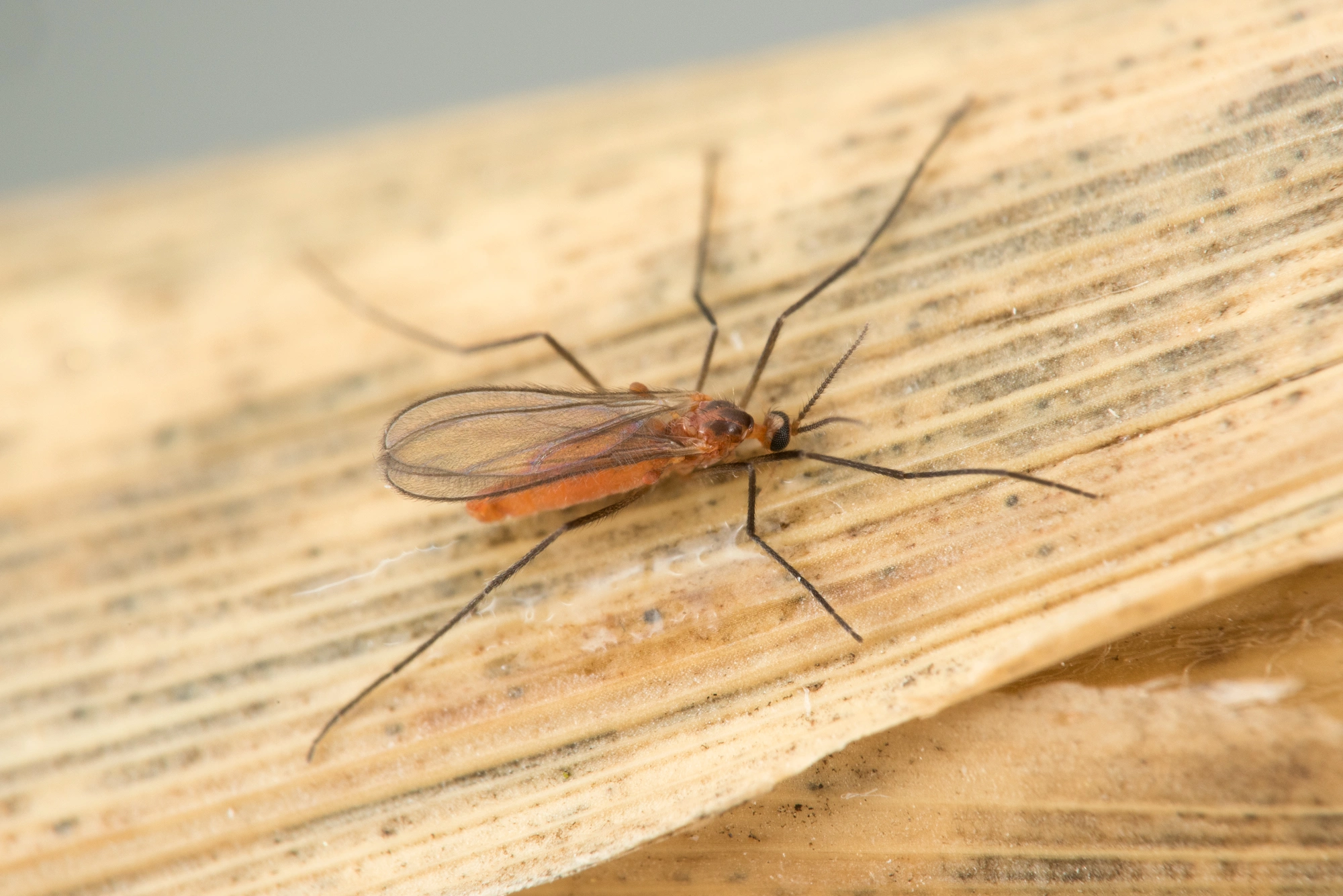 Tovinger: Asynapta phragmitis.