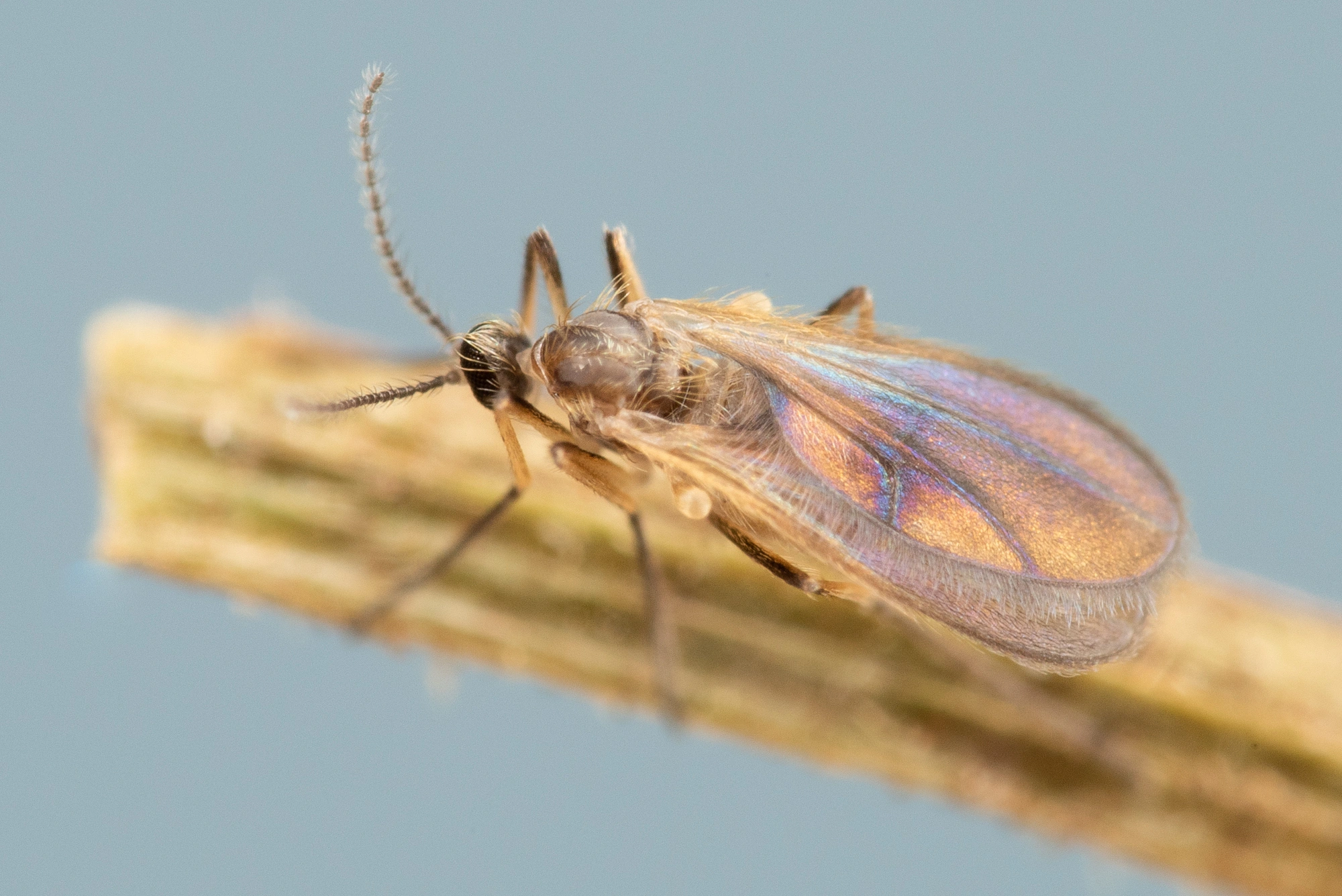 Tovinger: Contarinia craccae.