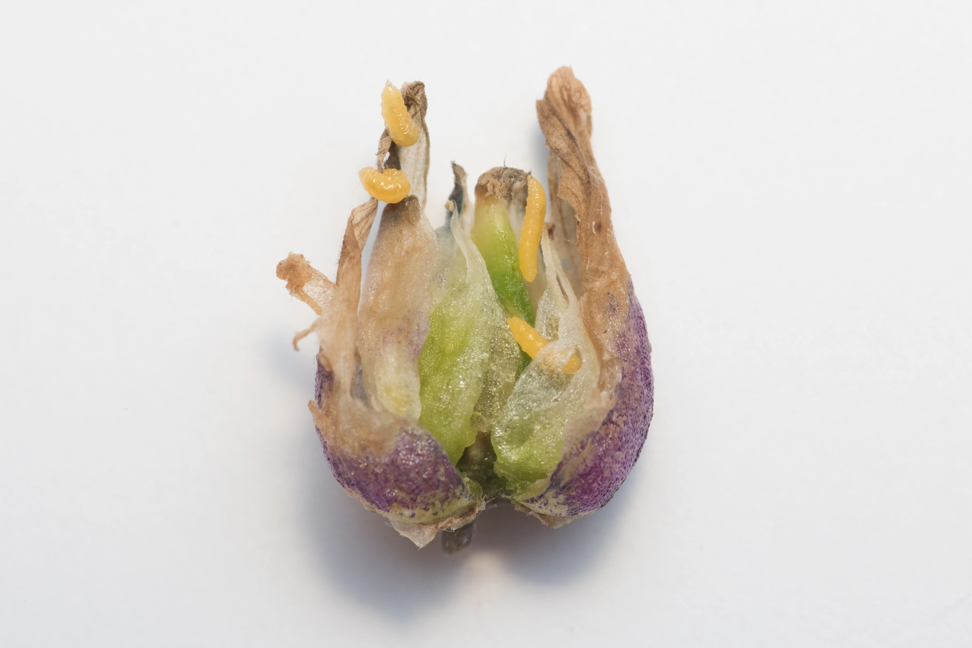 Tovinger: Contarinia craccae.
