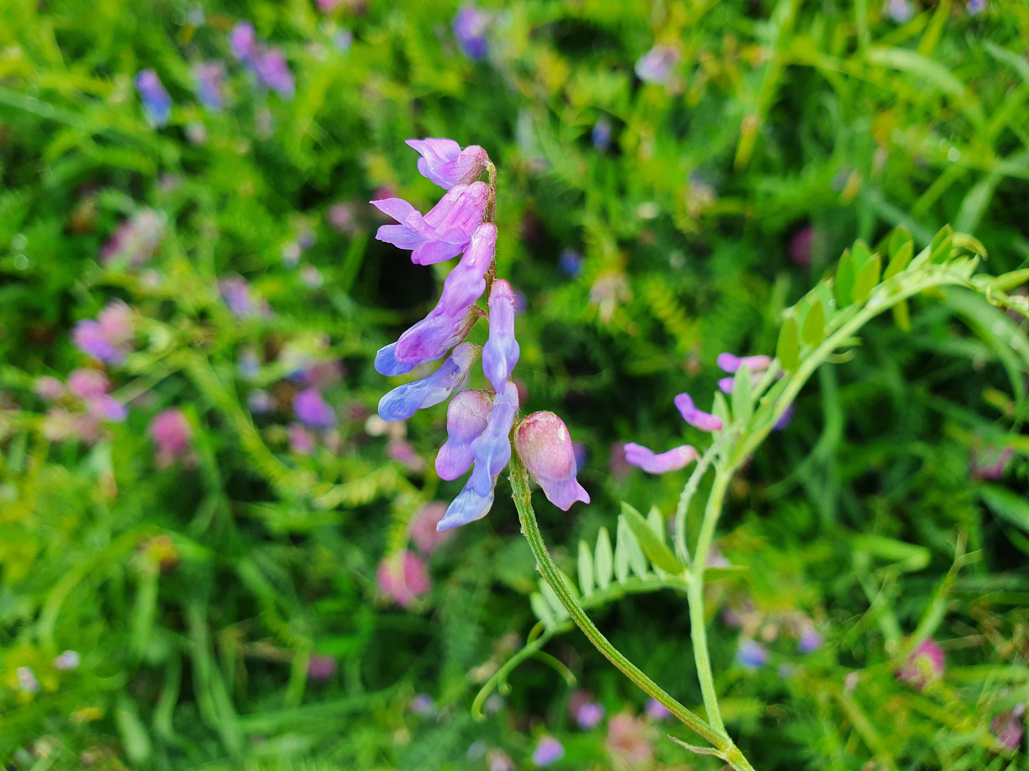 Tovinger: Contarinia craccae.