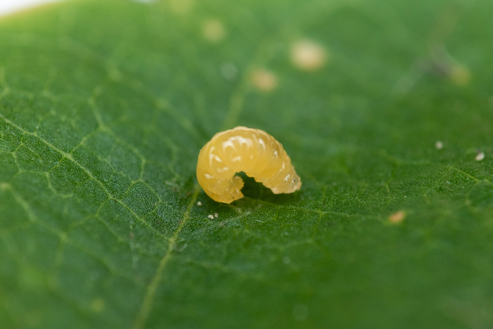 Tovinger: Contarinia fagi.