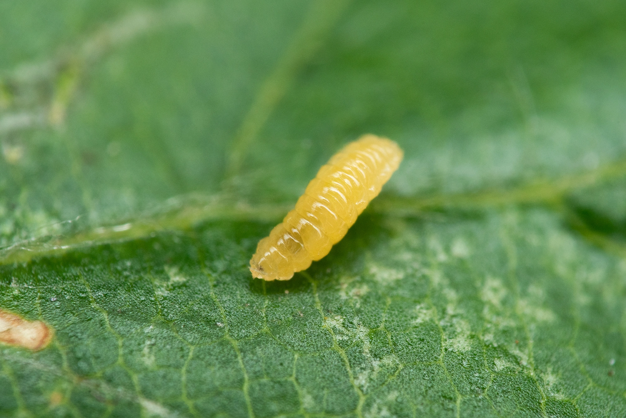 Tovinger: Contarinia fagi.