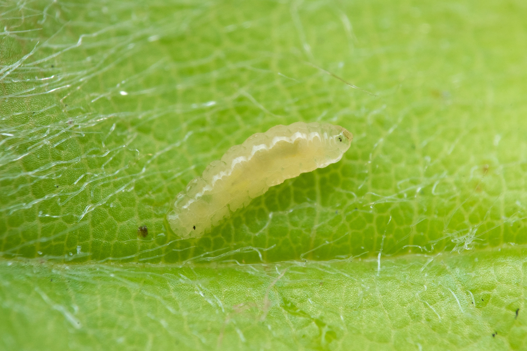 Tovinger: Contarinia fagi.