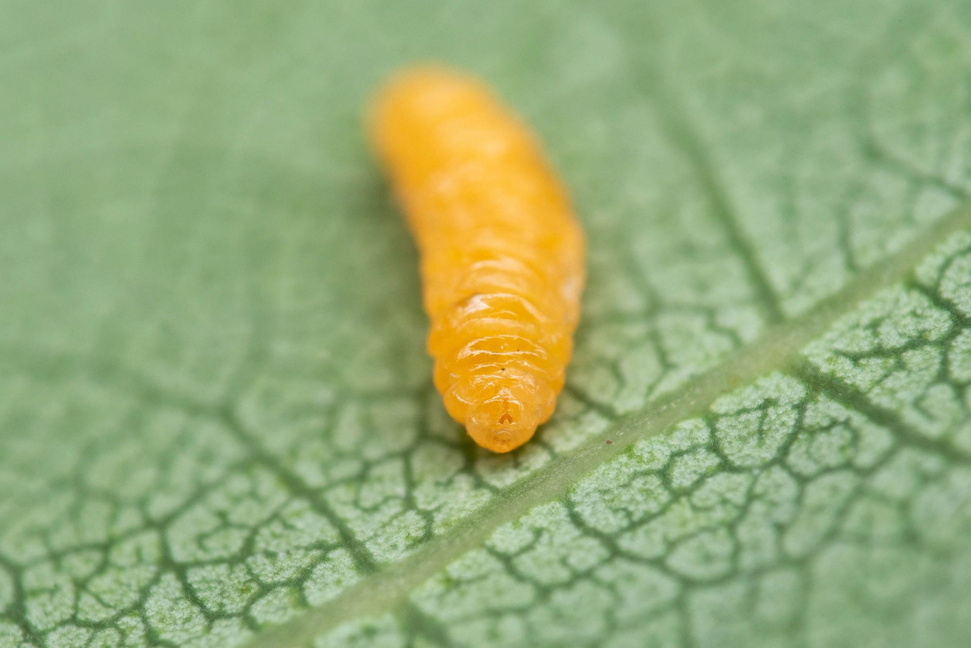 Tovinger: Contarinia petioli.