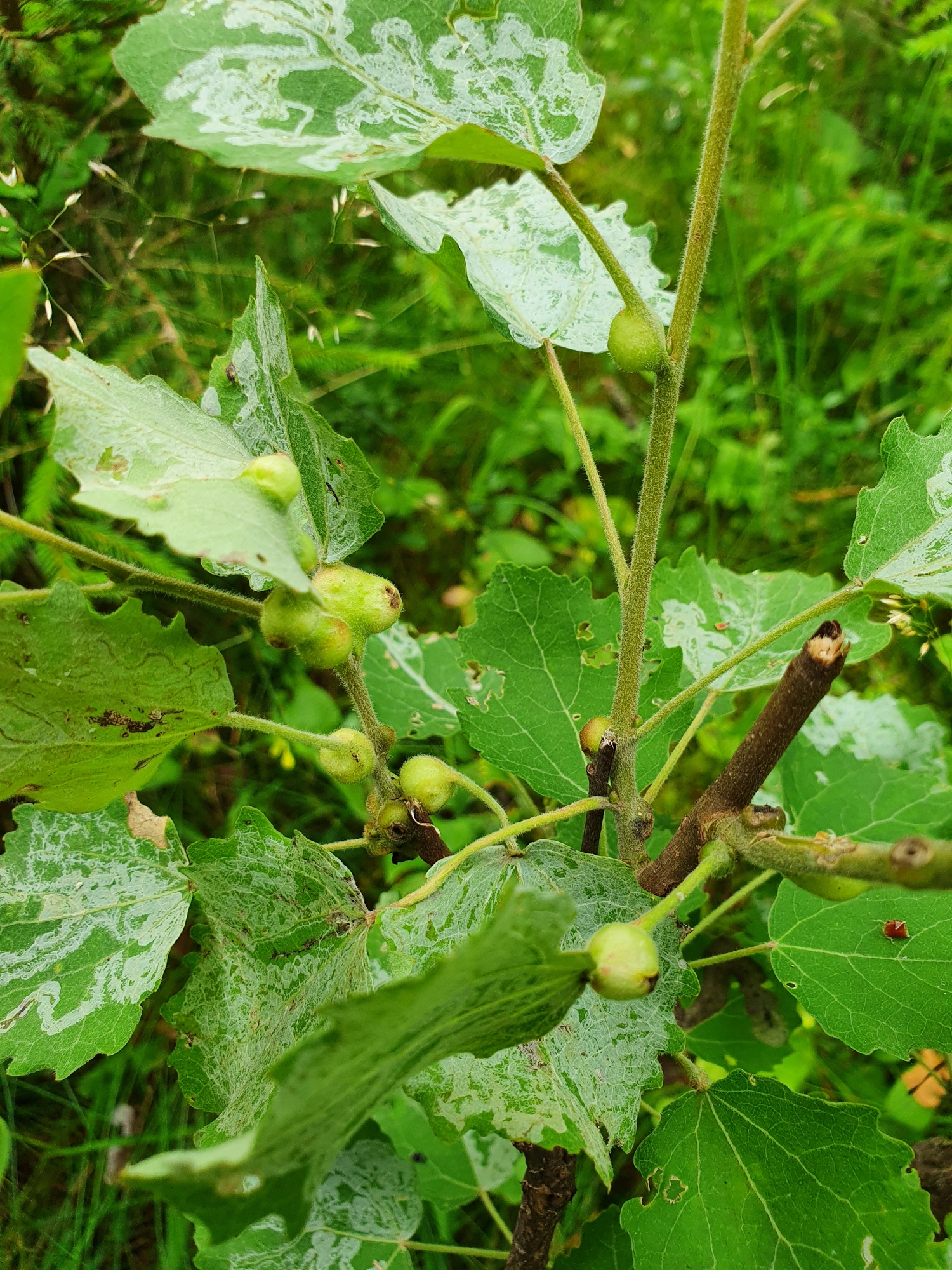 Tovinger: Contarinia petioli.