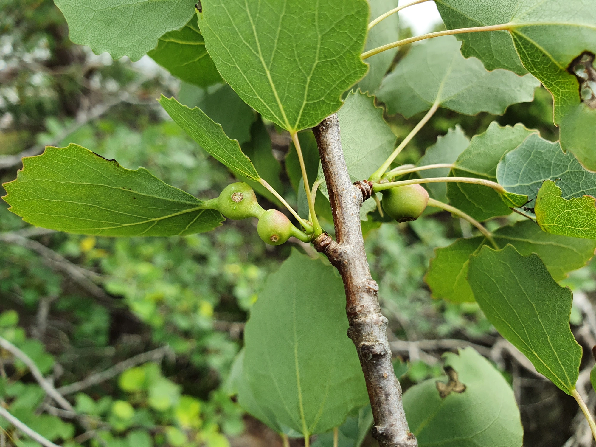 Tovinger: Contarinia petioli.